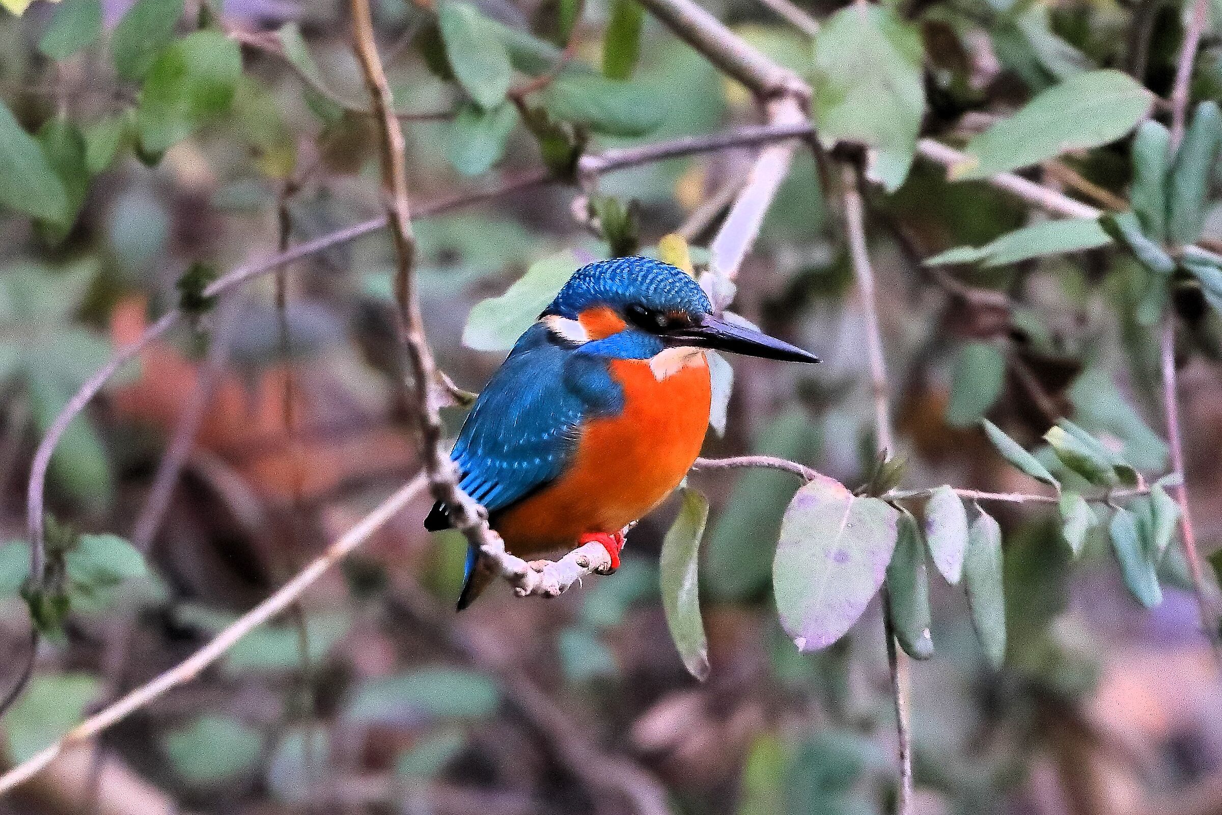 Kingfisher 22 January 2024 - 0074