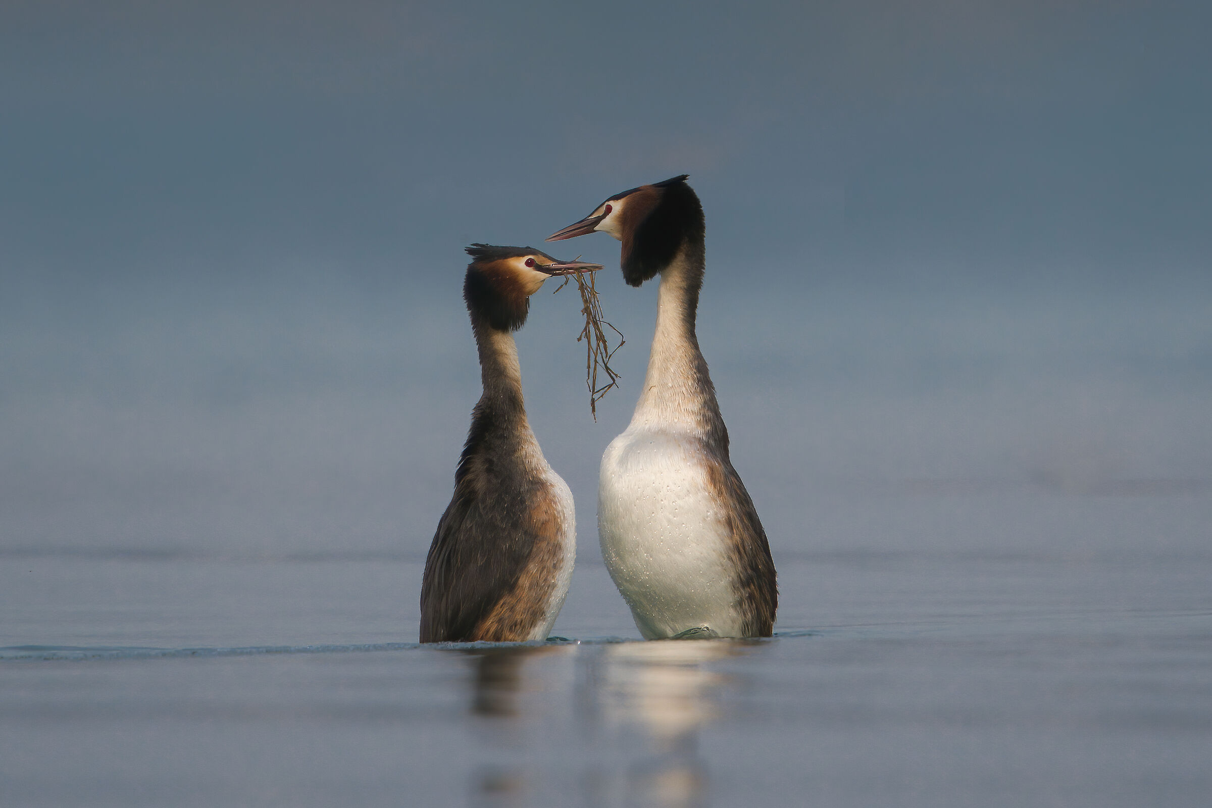 Great crested grebe