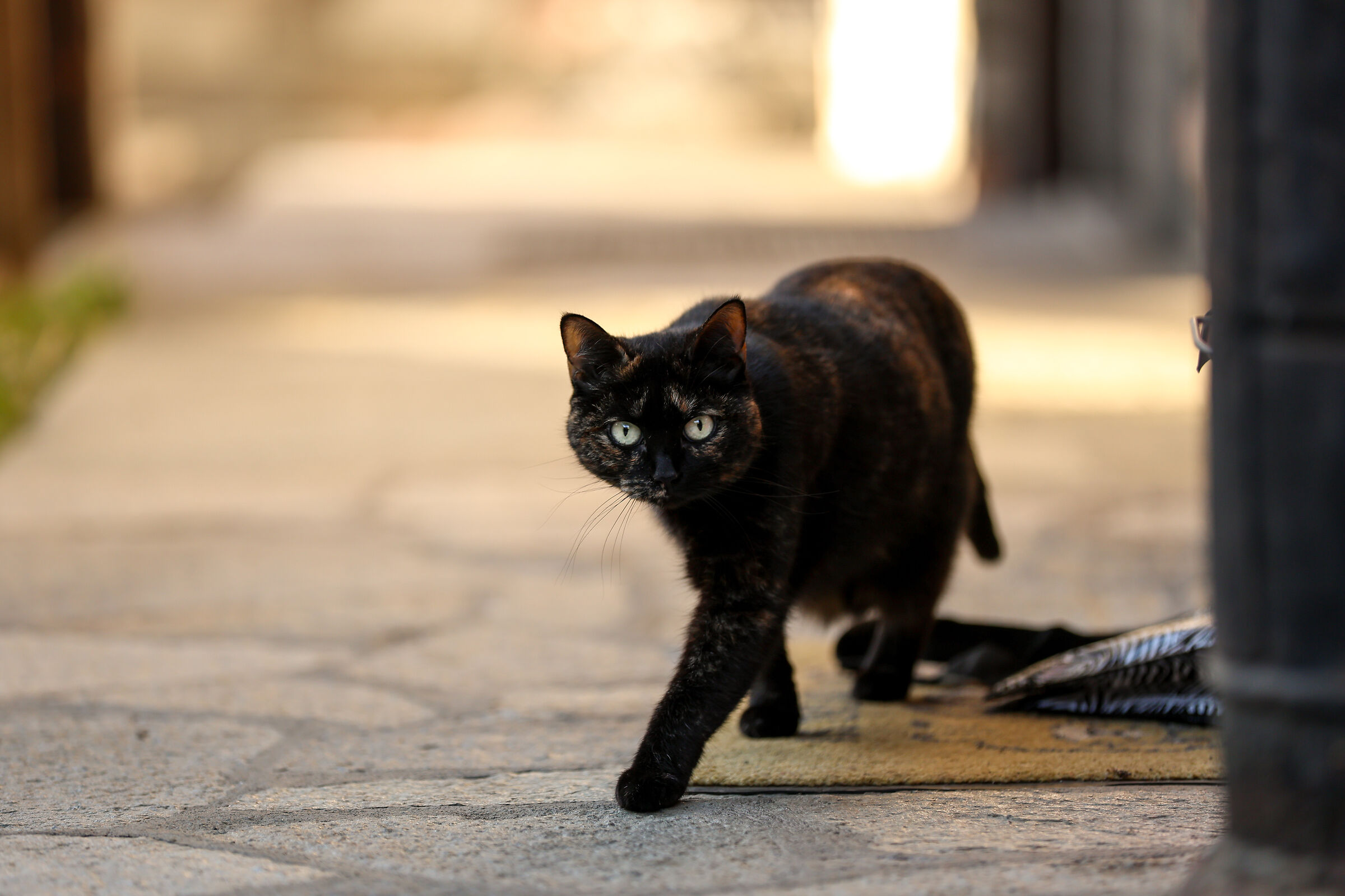 A cowardly cat, who thinks she's a panther....