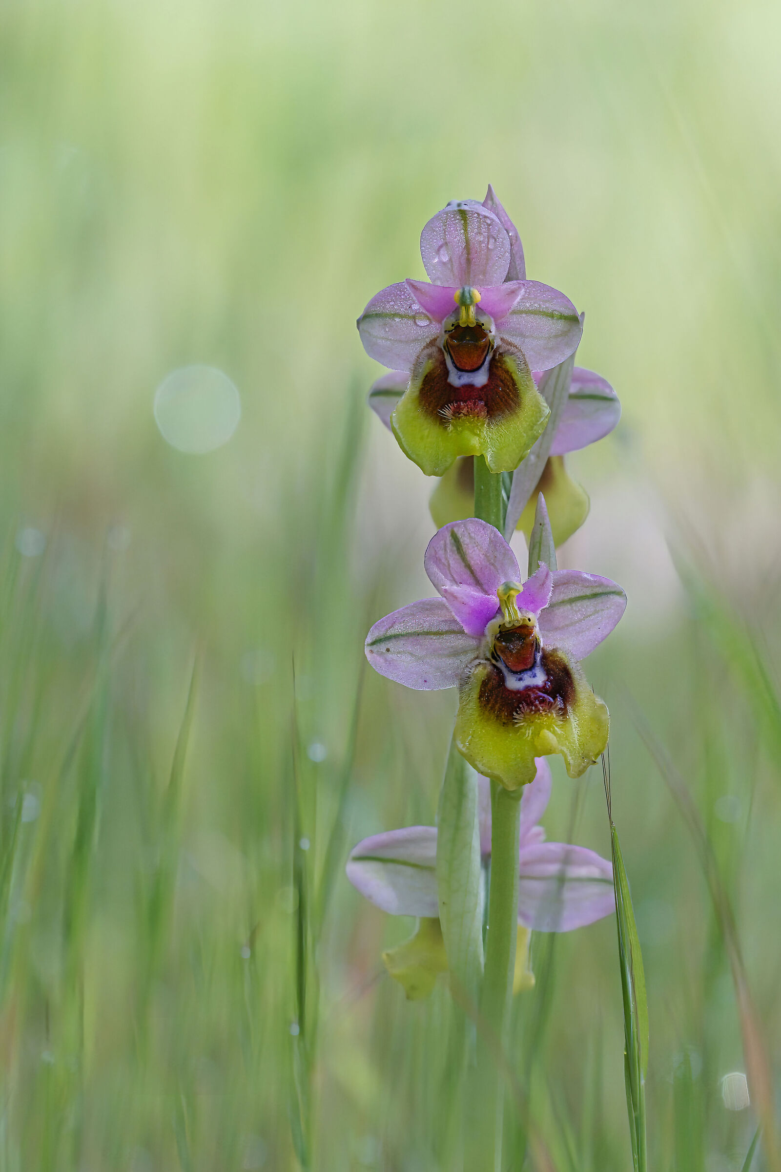 Piccola orchidea selvatica "Ophrys tenthredinifera&quot...