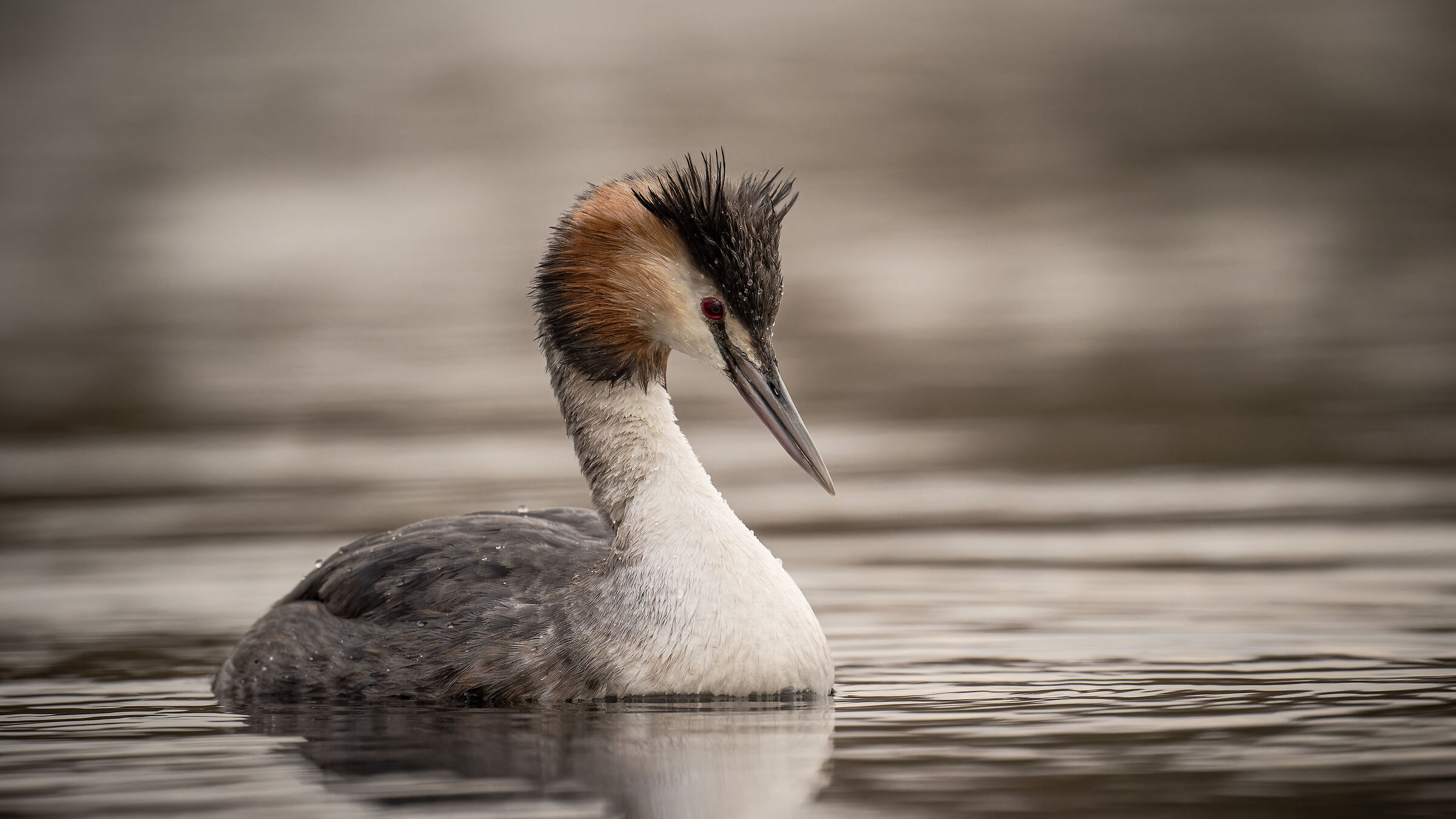 great crested grebe