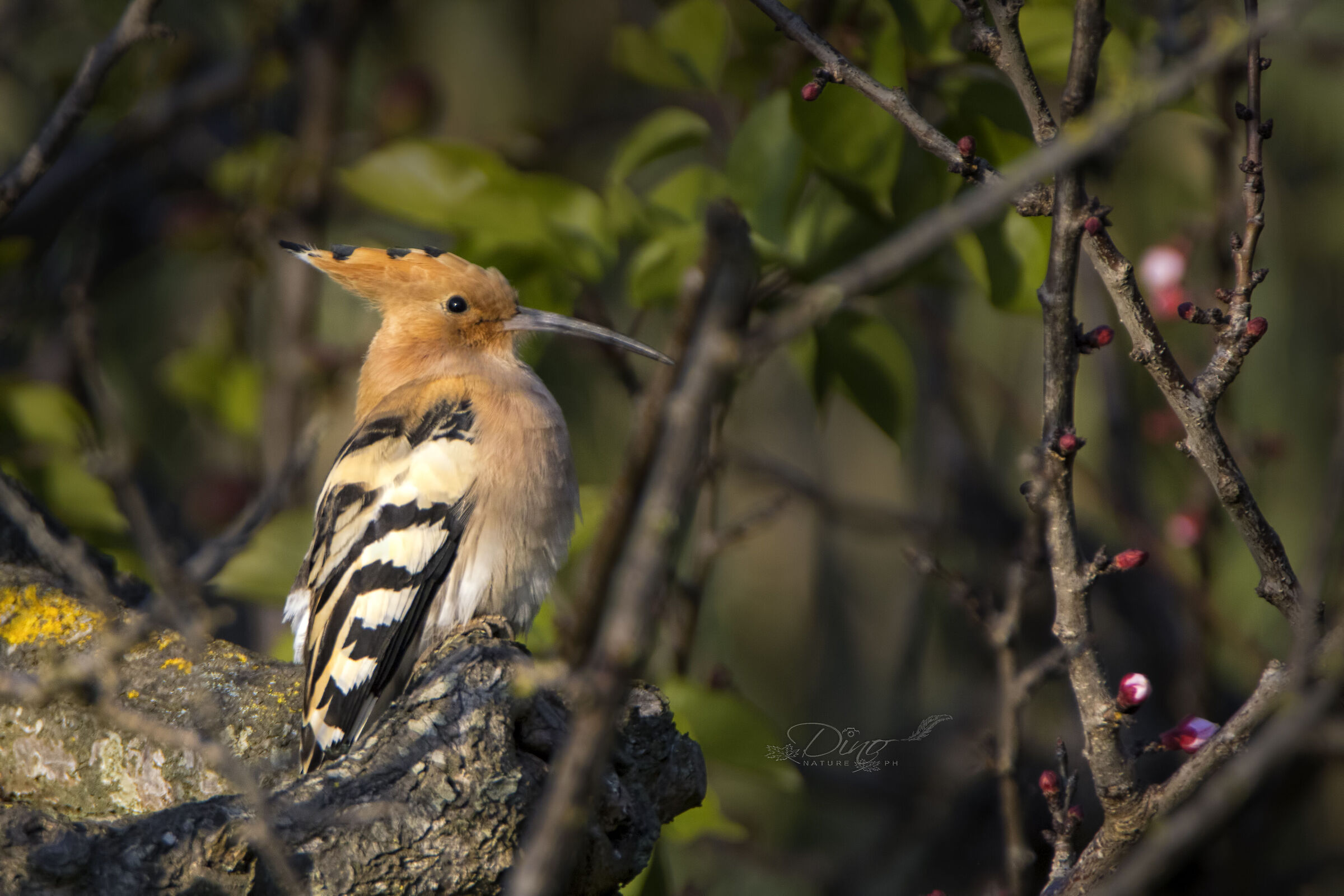 Hoopoe epops
