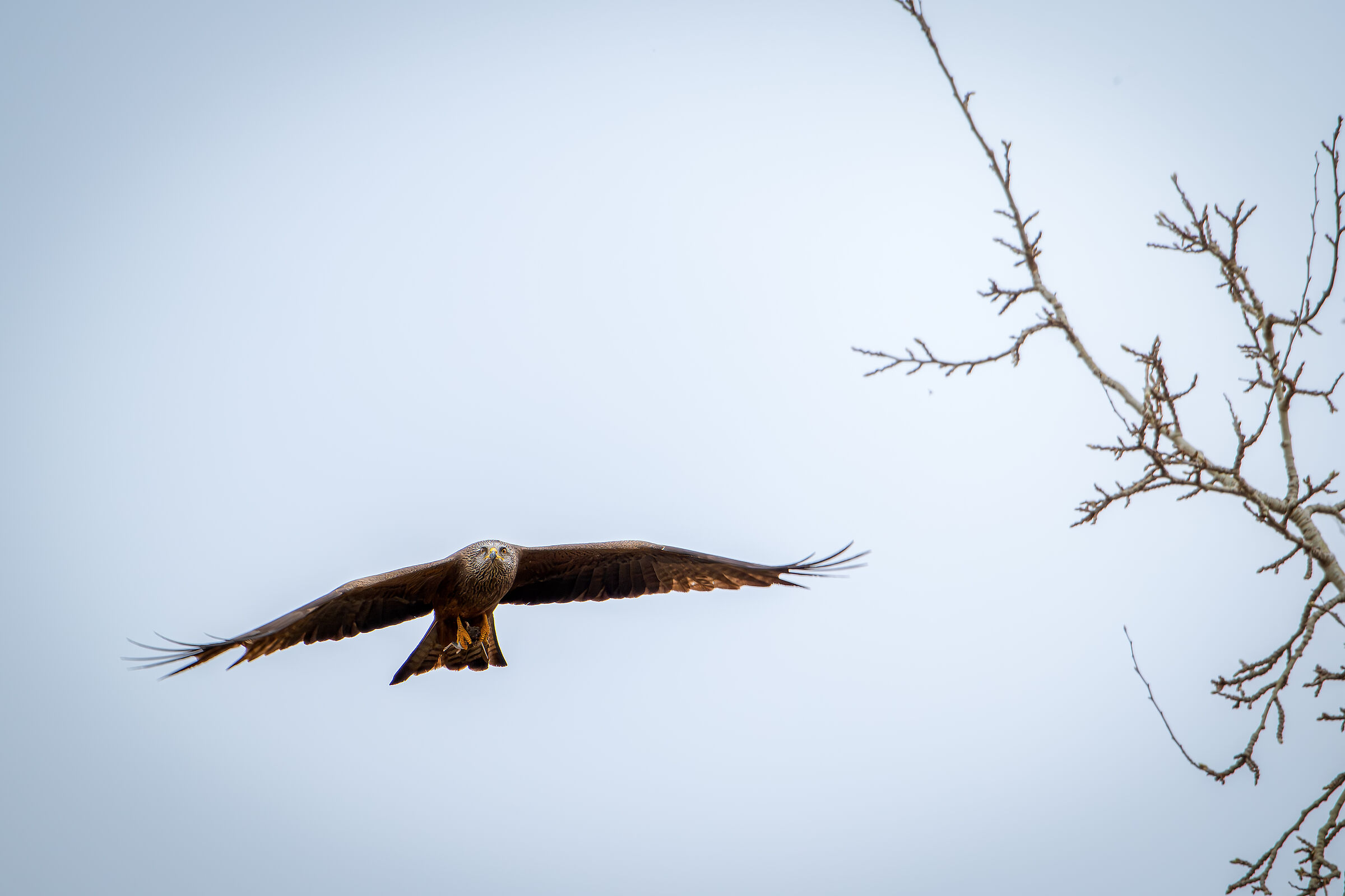 Black kite with prey