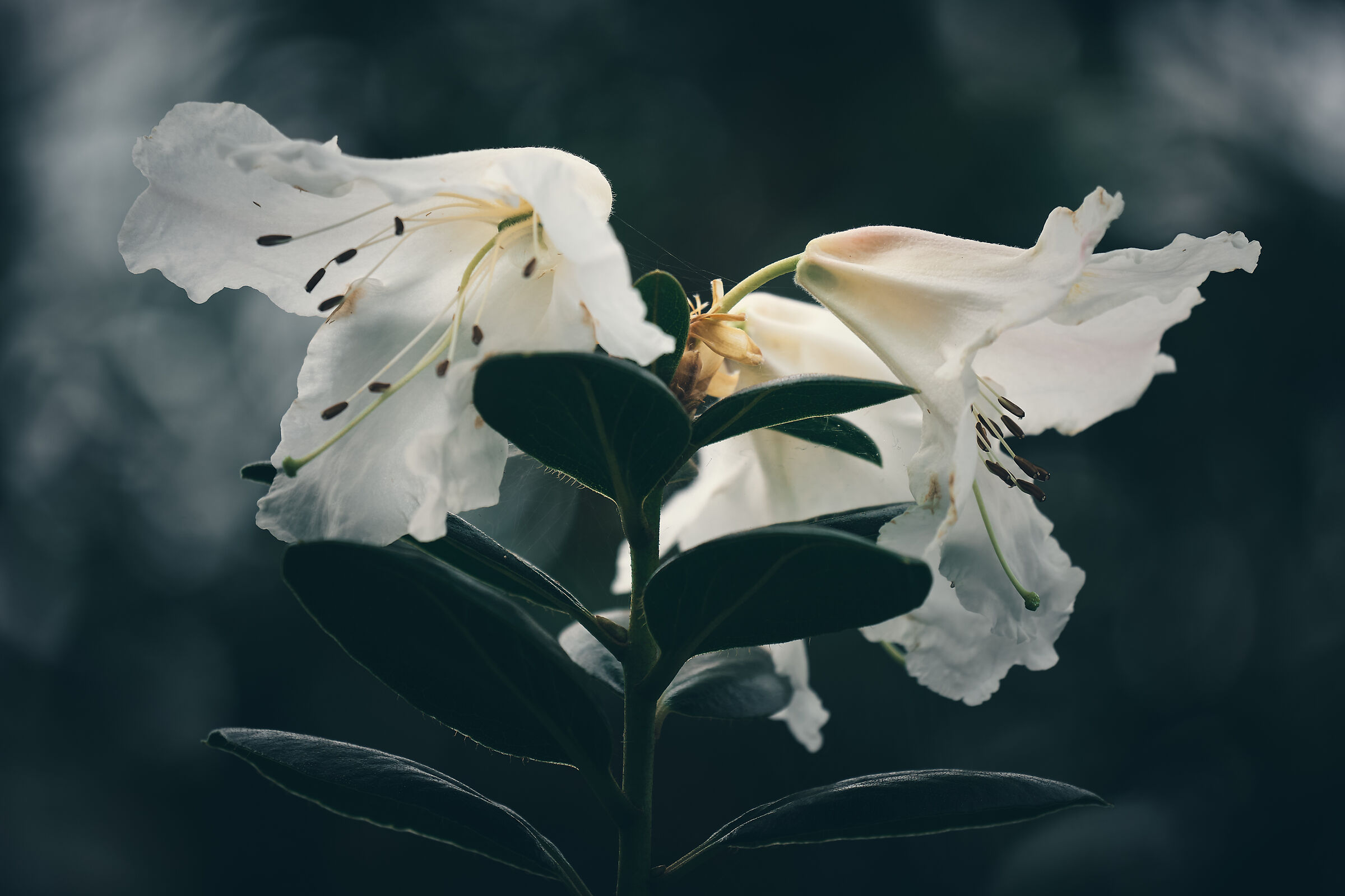 Rhododendron scopulorum Hutch