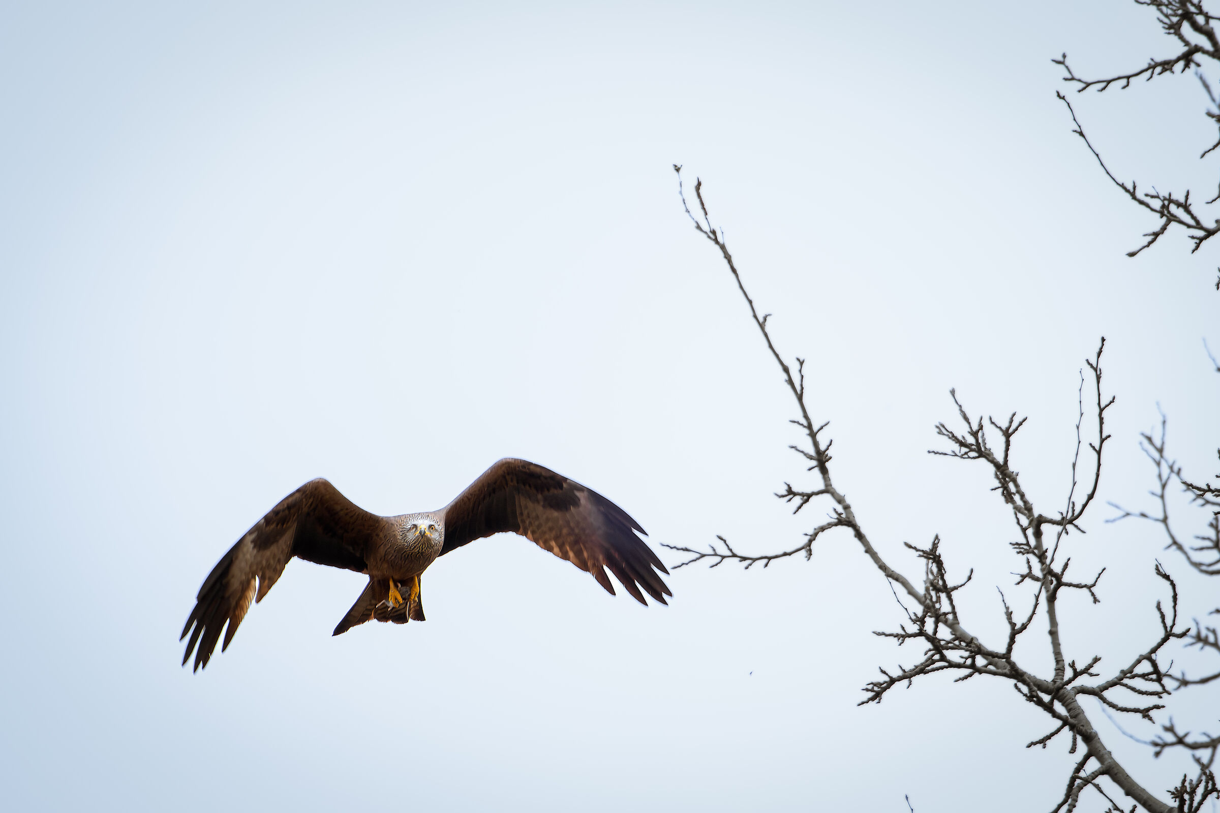 Black kite