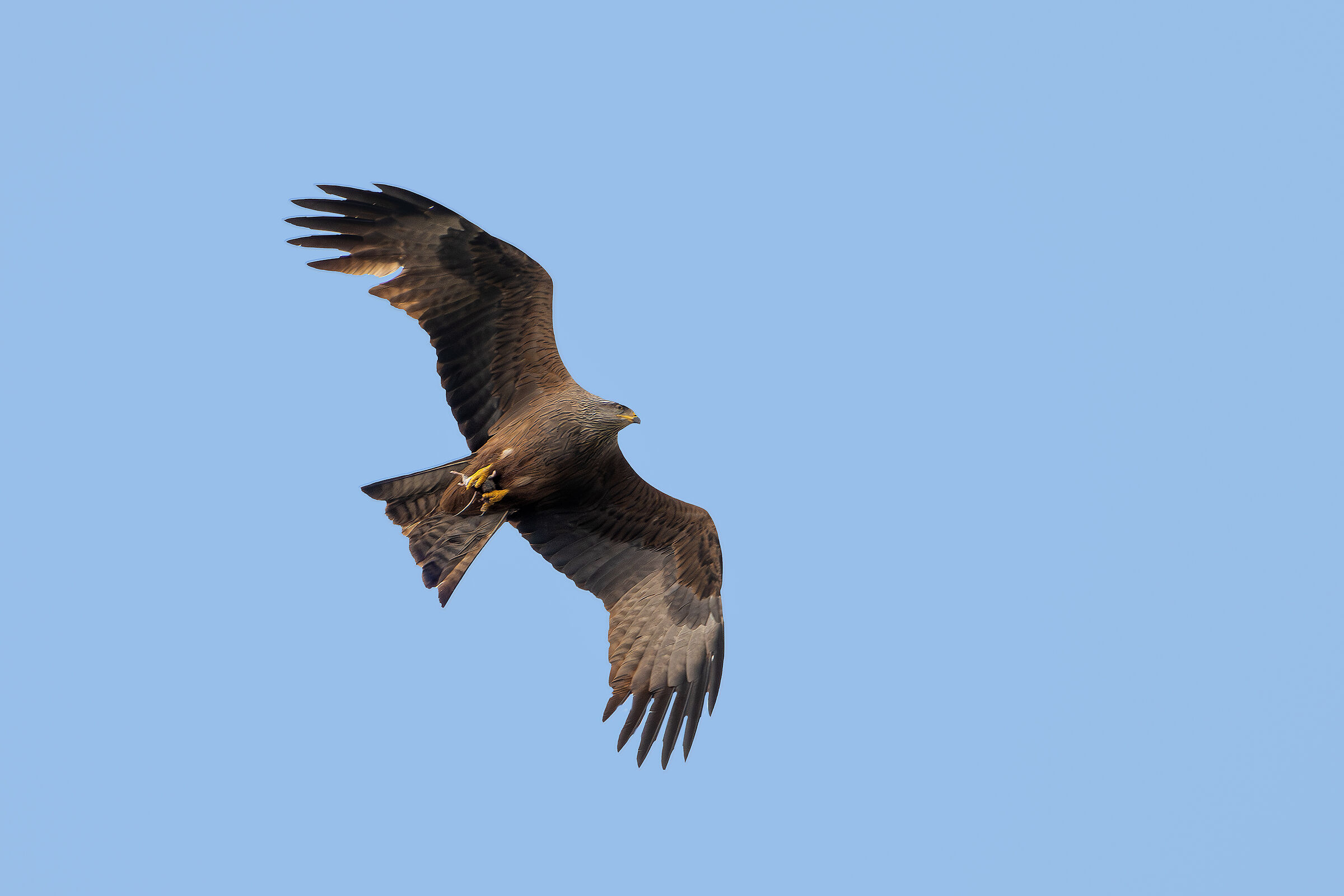 Black kite