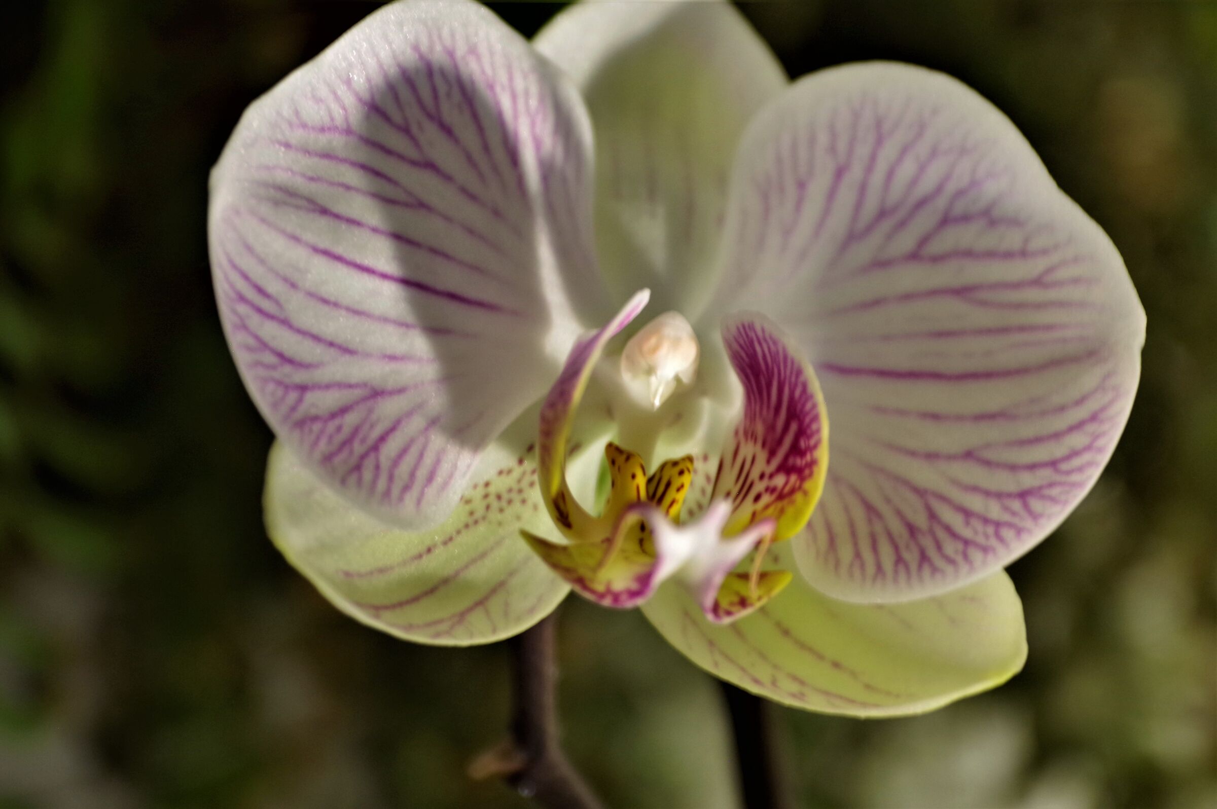 Orchidea