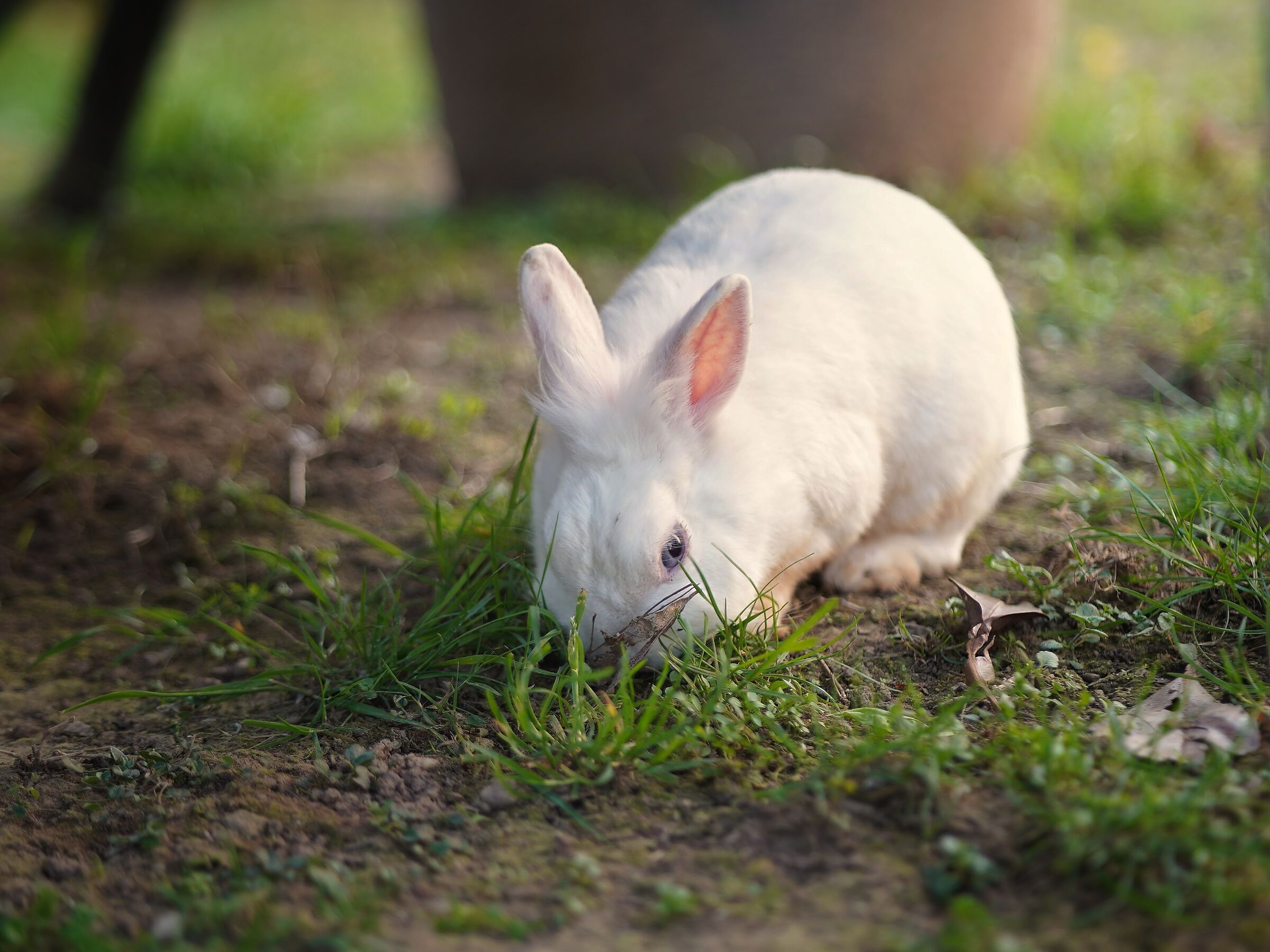 Bunny #1