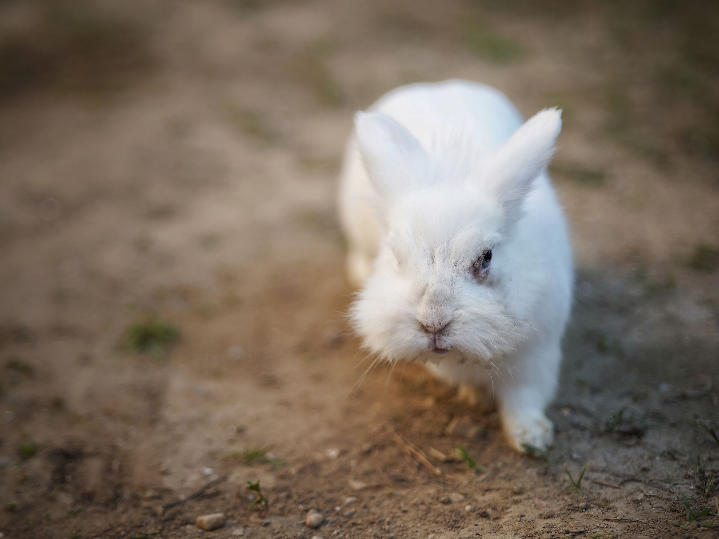 Scary bunny