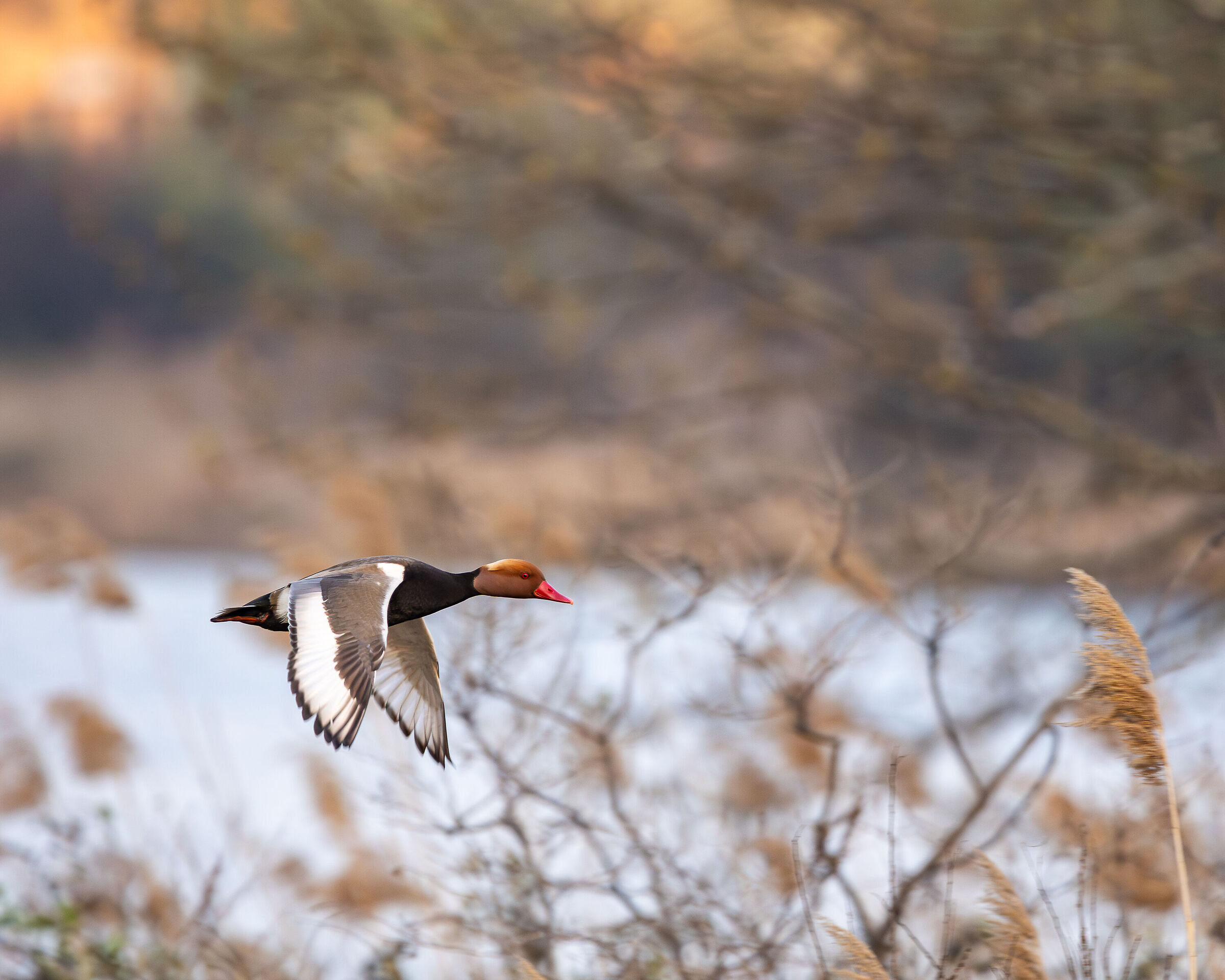 Netta Rufina in volo