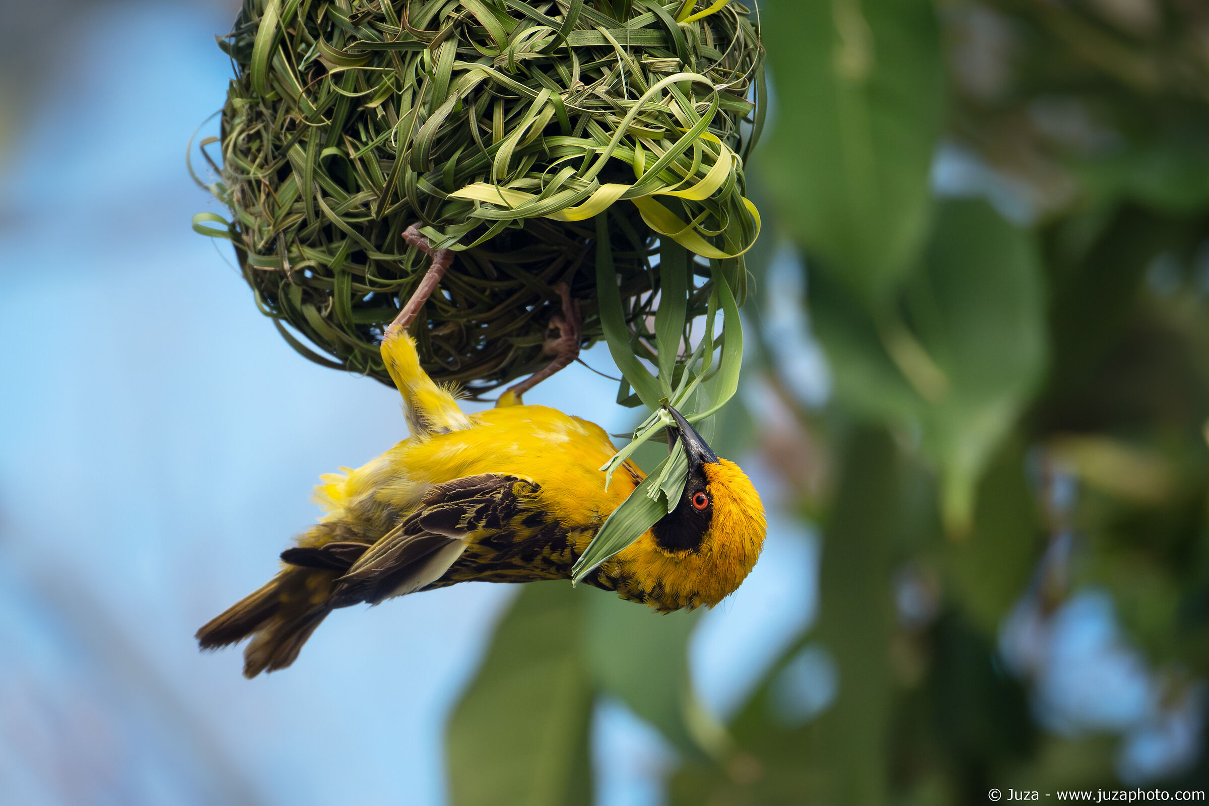 Black-headed weaver (Ploceus cucullatus)