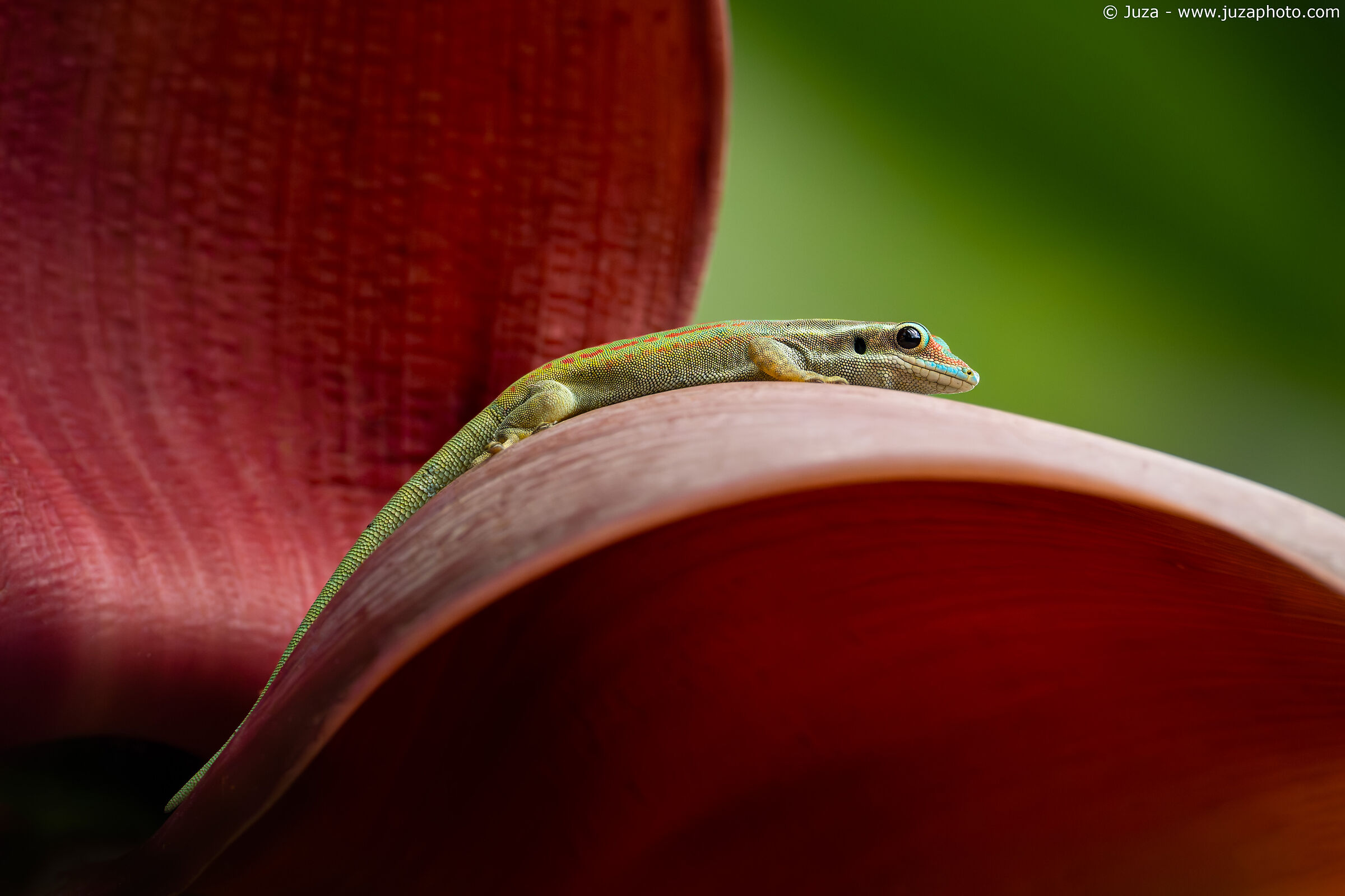 Ornate Day Gecko su fiore di banano