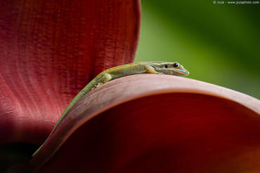Phelsuma ornata