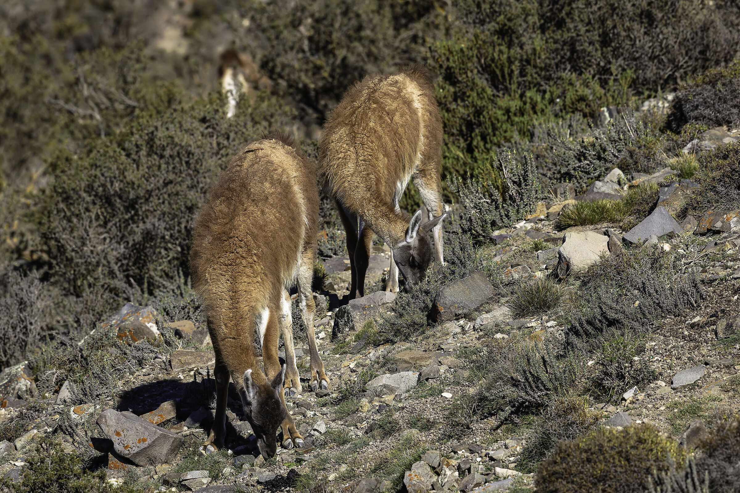 Guanaco