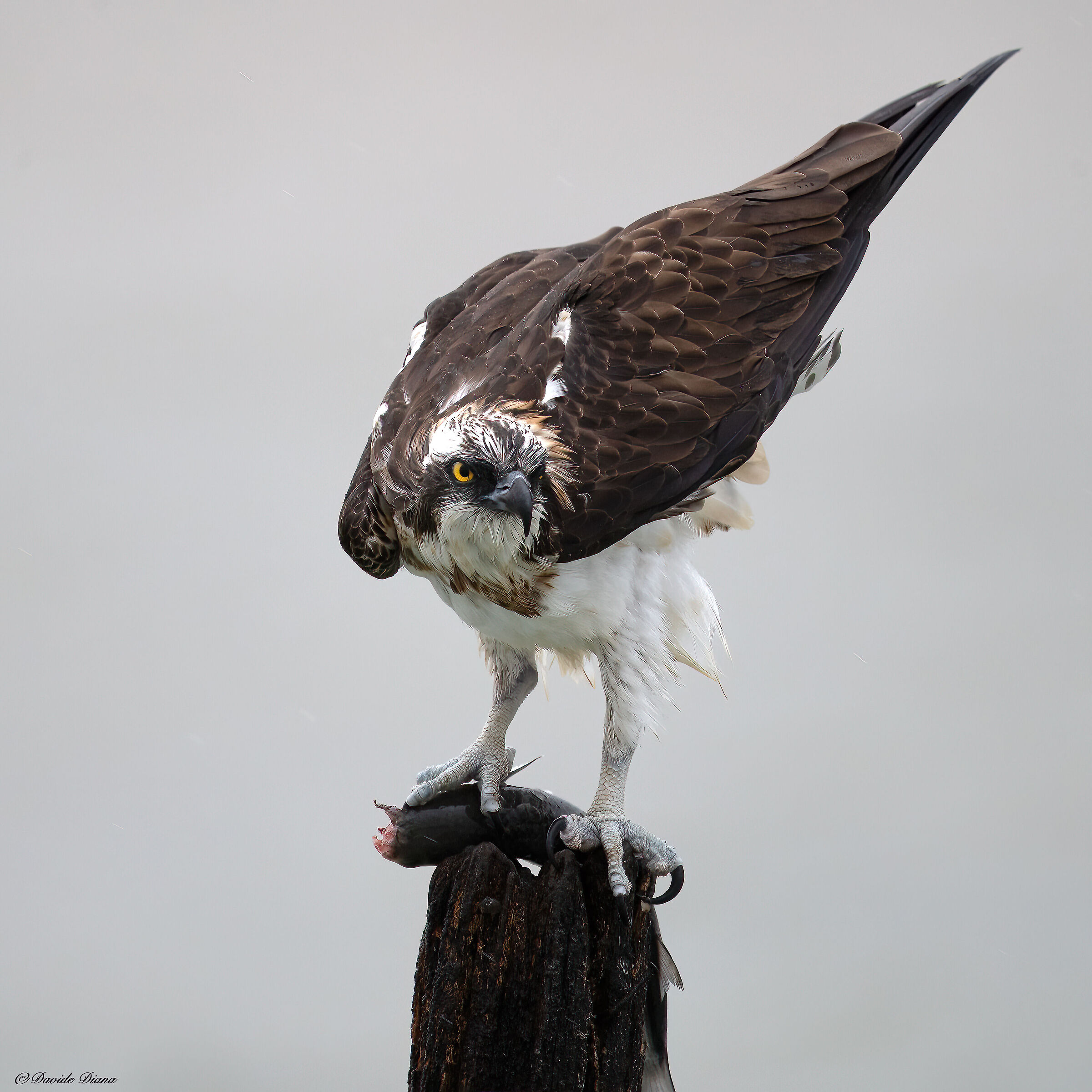 Osprey - Pandion haliaetus - Cabras - Sardinia