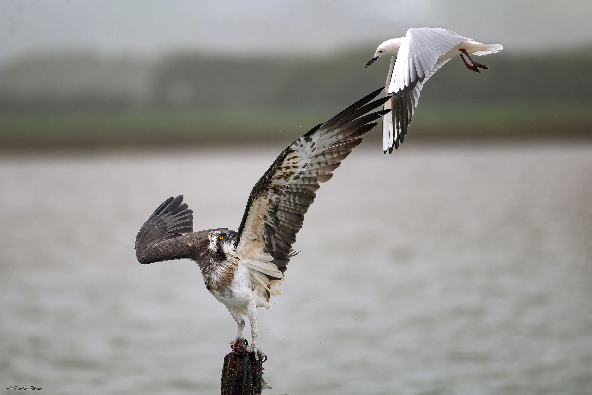 Osprey - Pandion haliaetus - Cabras - Sardinia