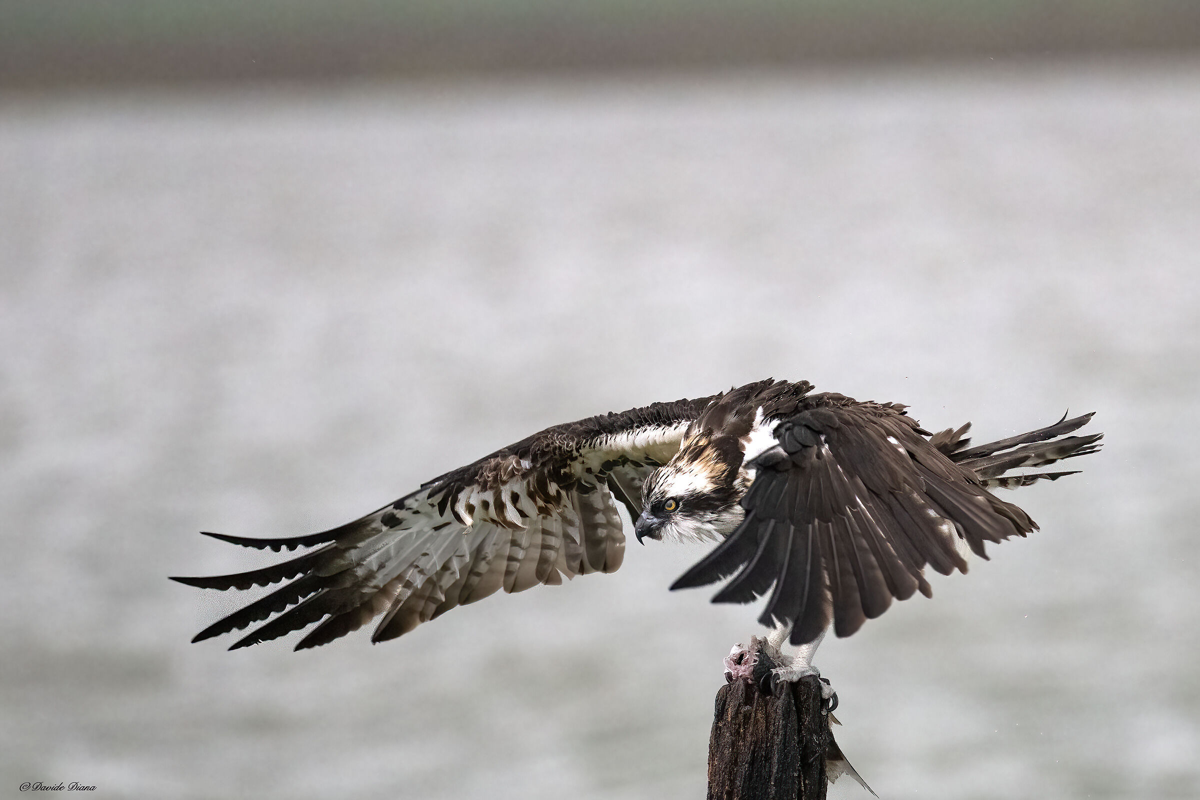 Osprey - Pandion haliaetus - Cabras - Sardinia