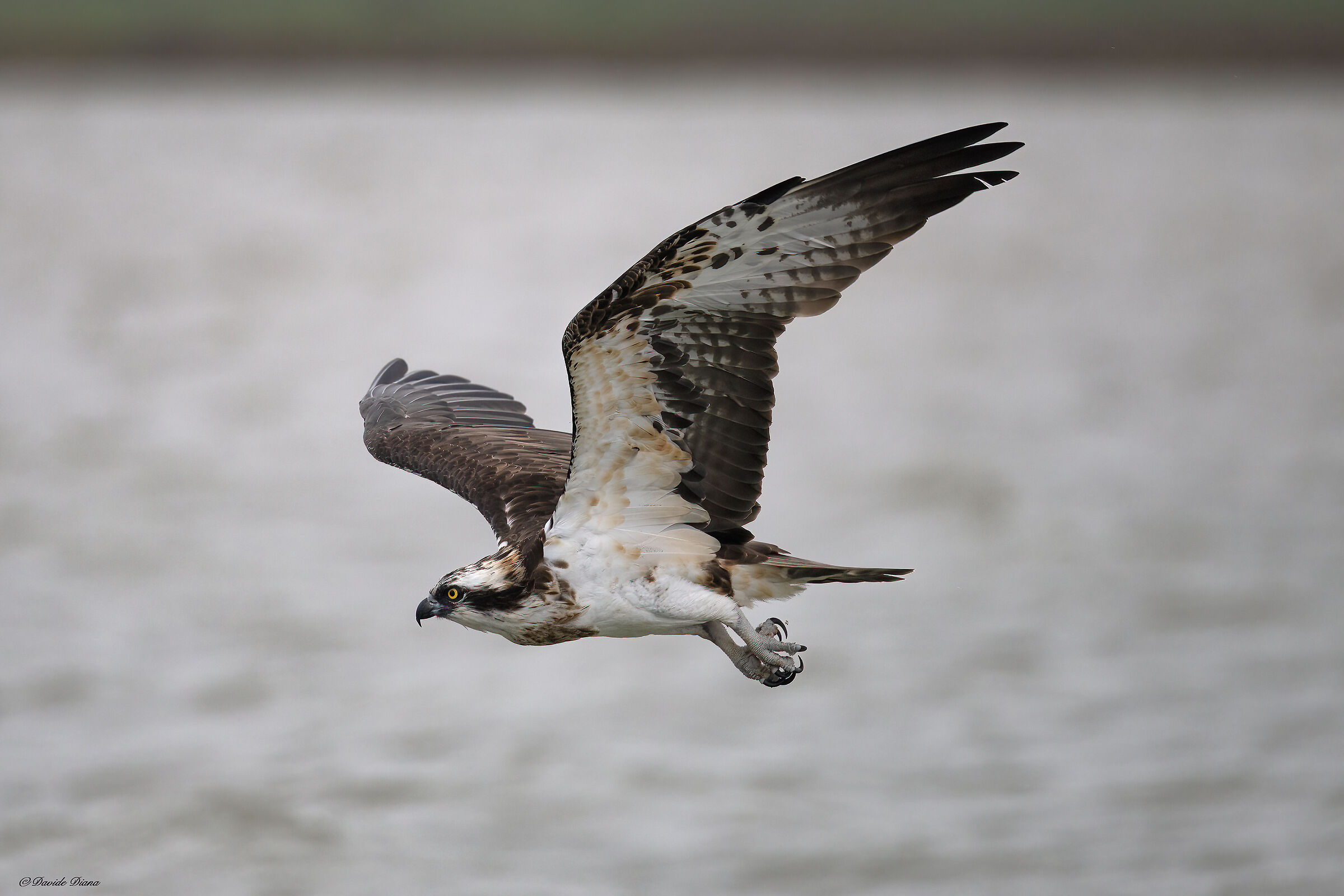 Osprey - Pandion haliaetus - Cabras - Sardinia
