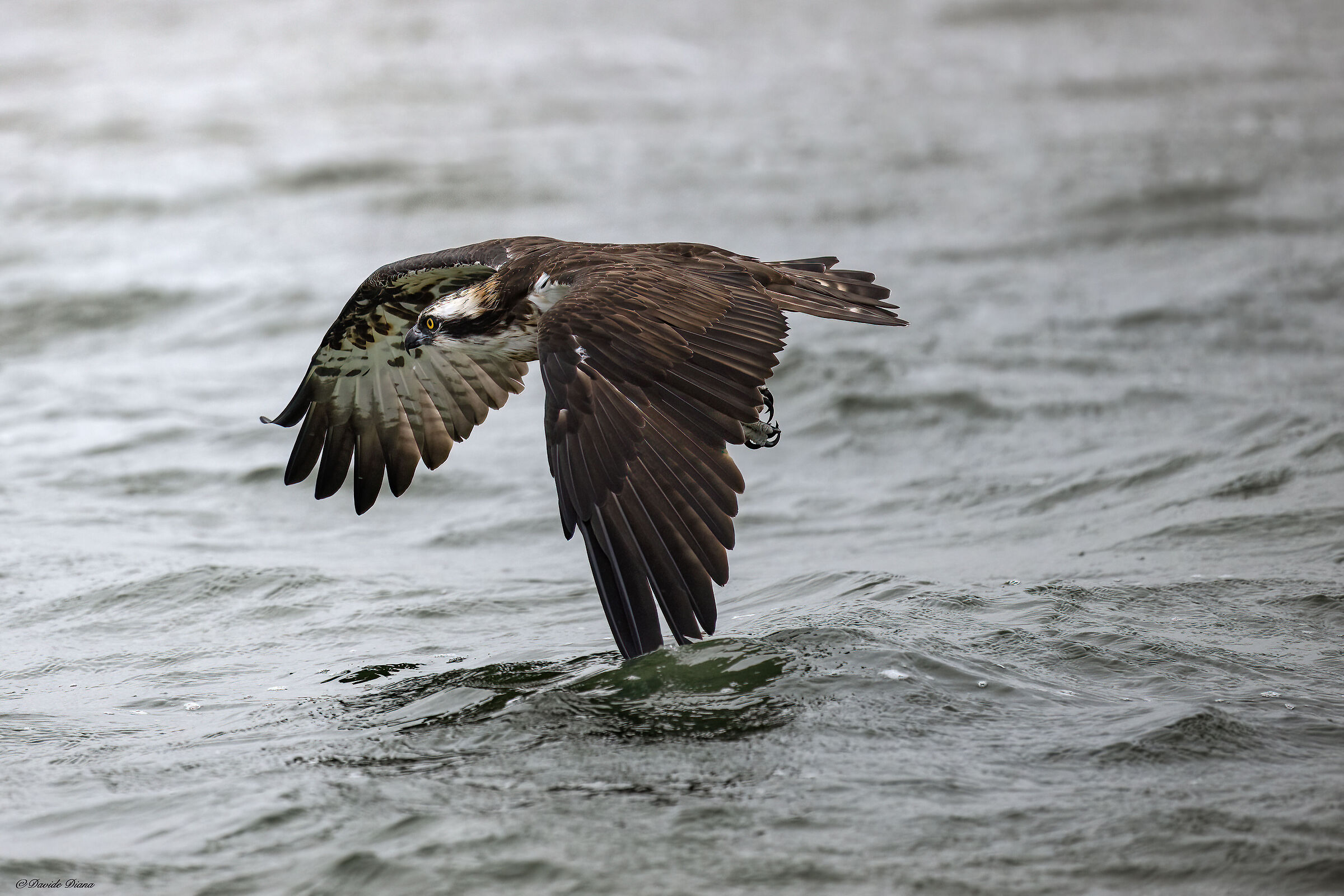 Osprey - Pandion haliaetus - Cabras - Sardinia