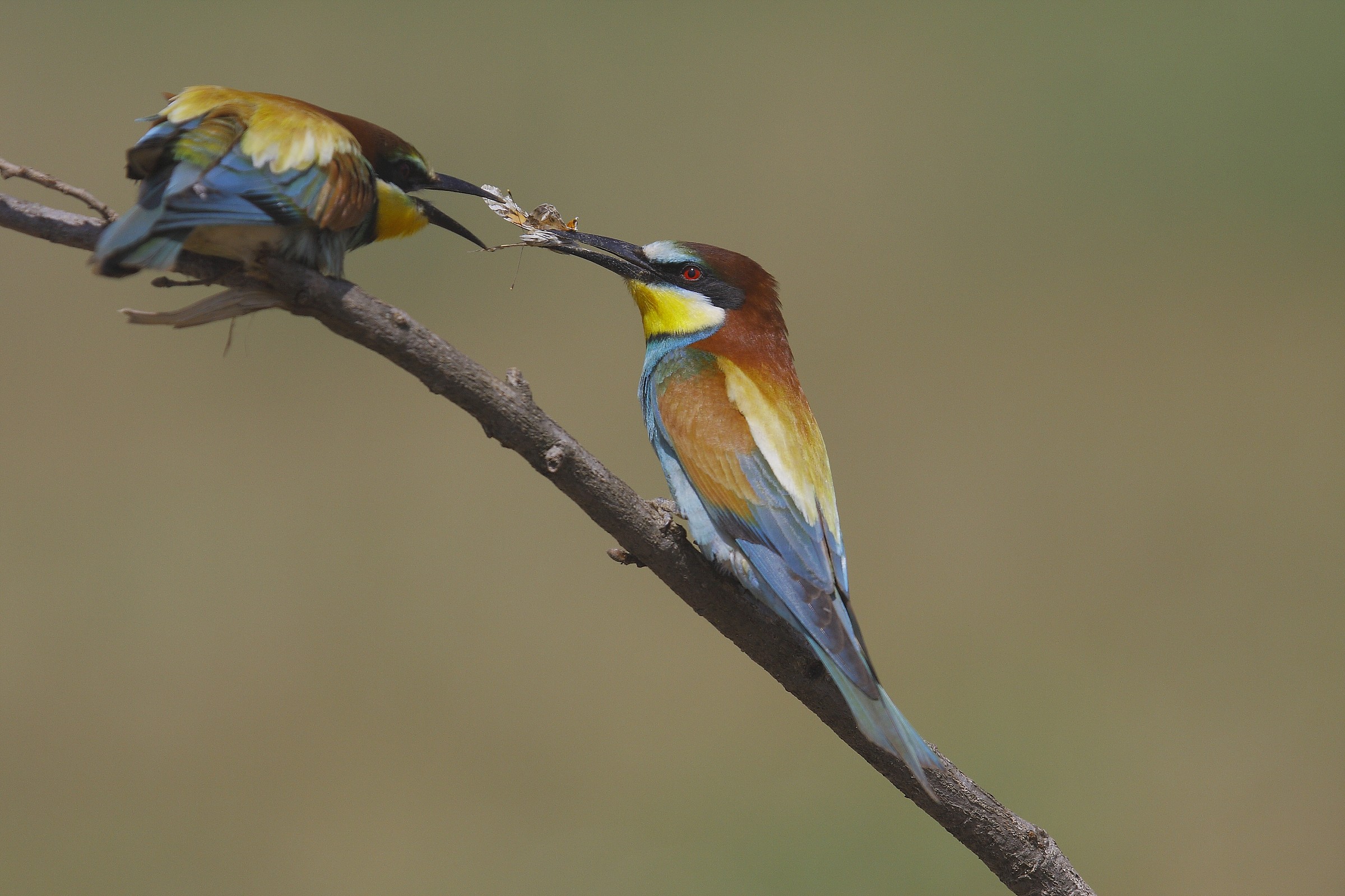 Bee-eaters