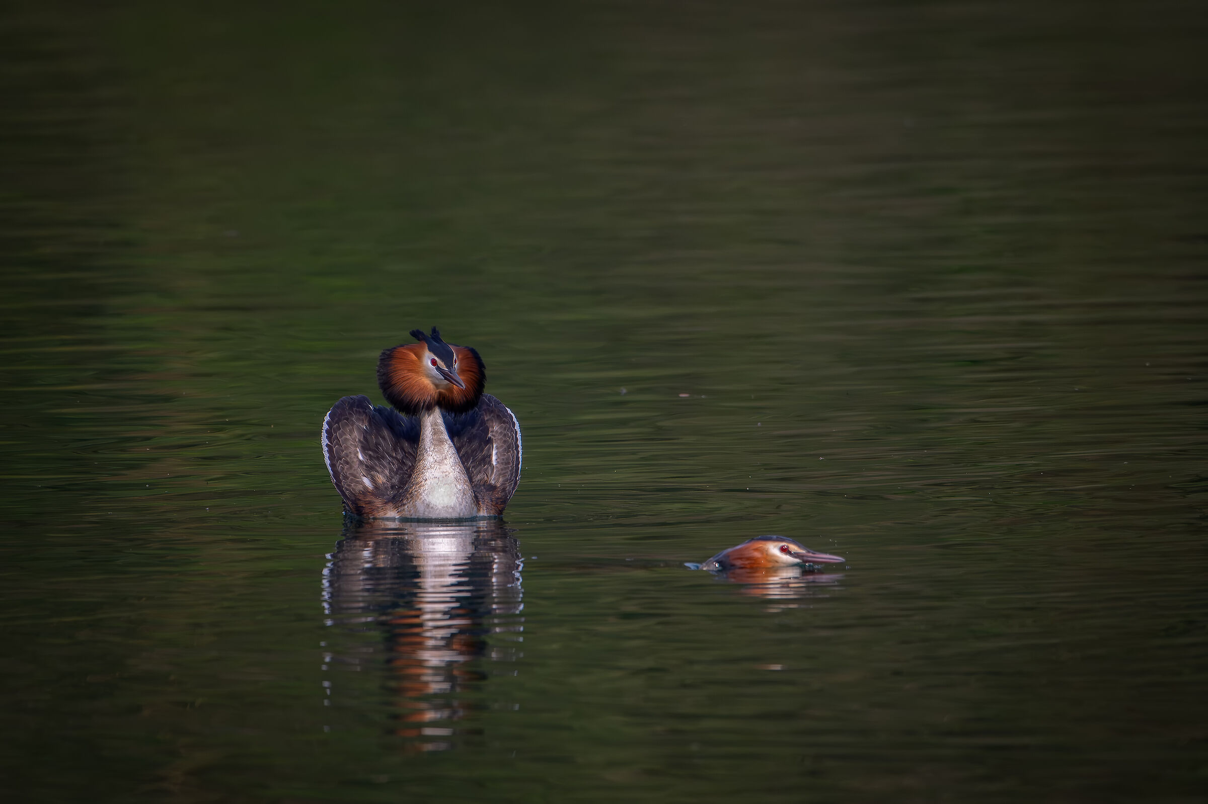 Grebes