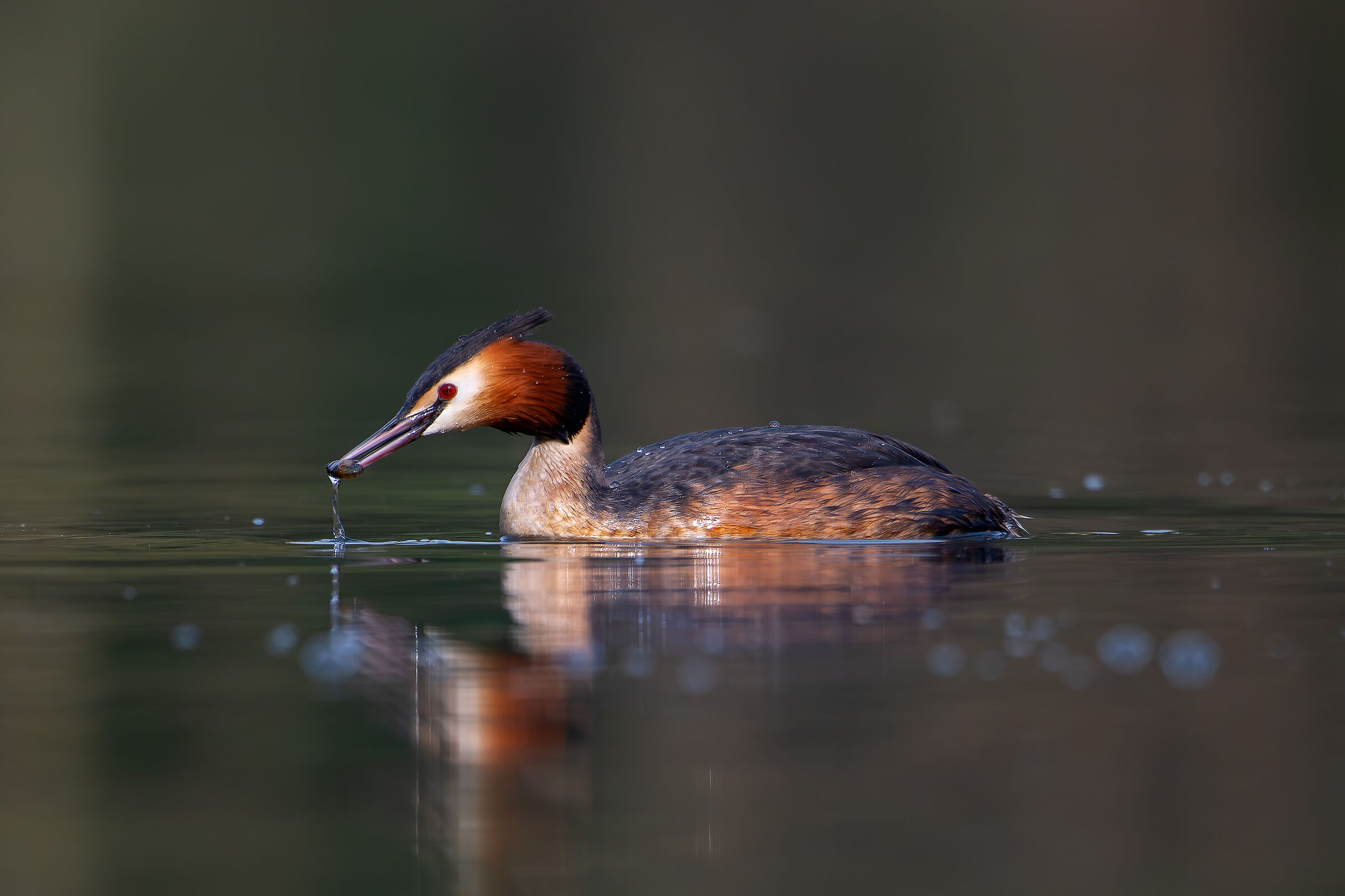 Grebe