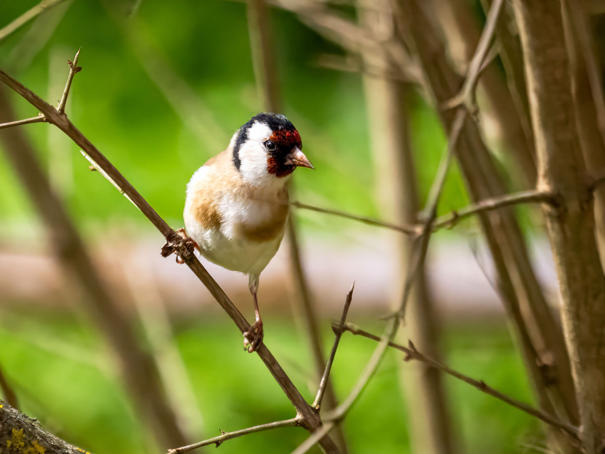 Goldfinch
