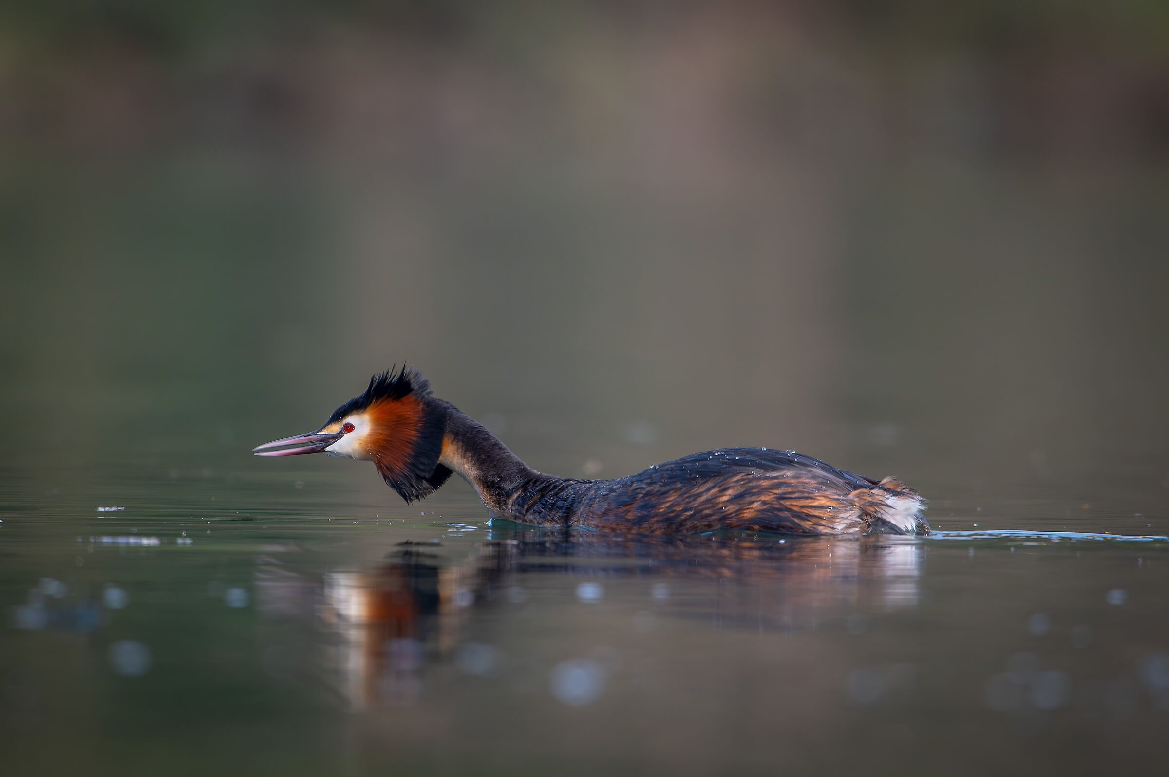Grebe