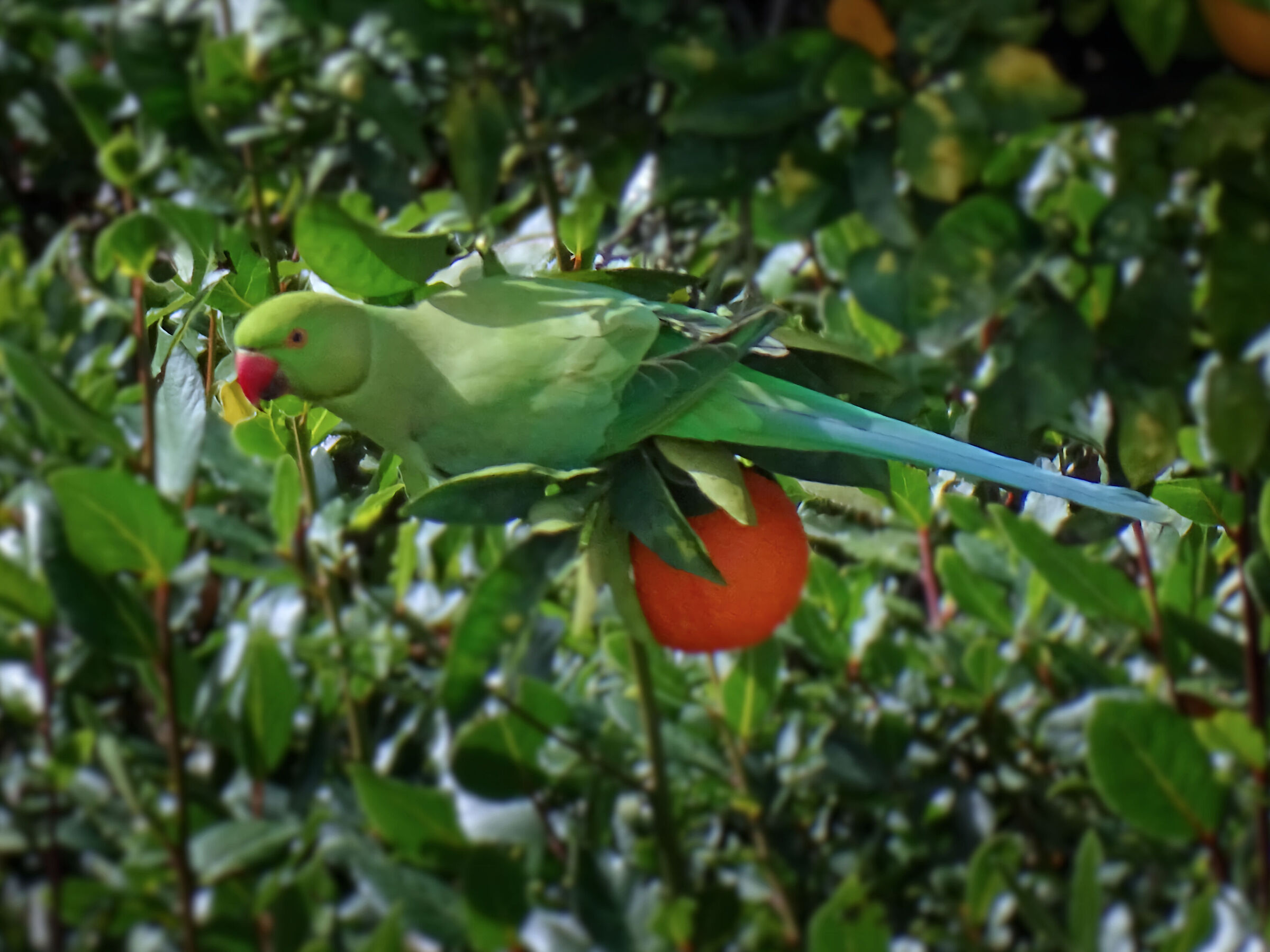 Parakeet