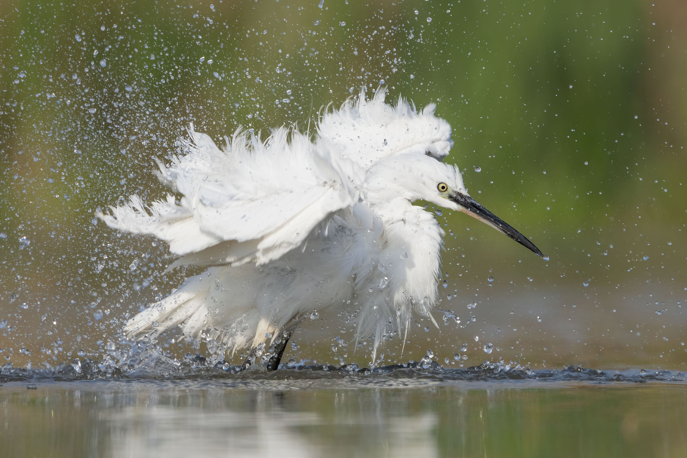 The Egret Bath