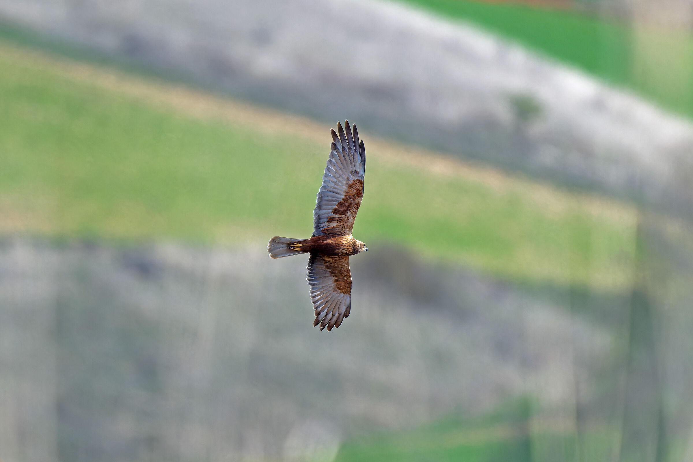 Female marsh harrier