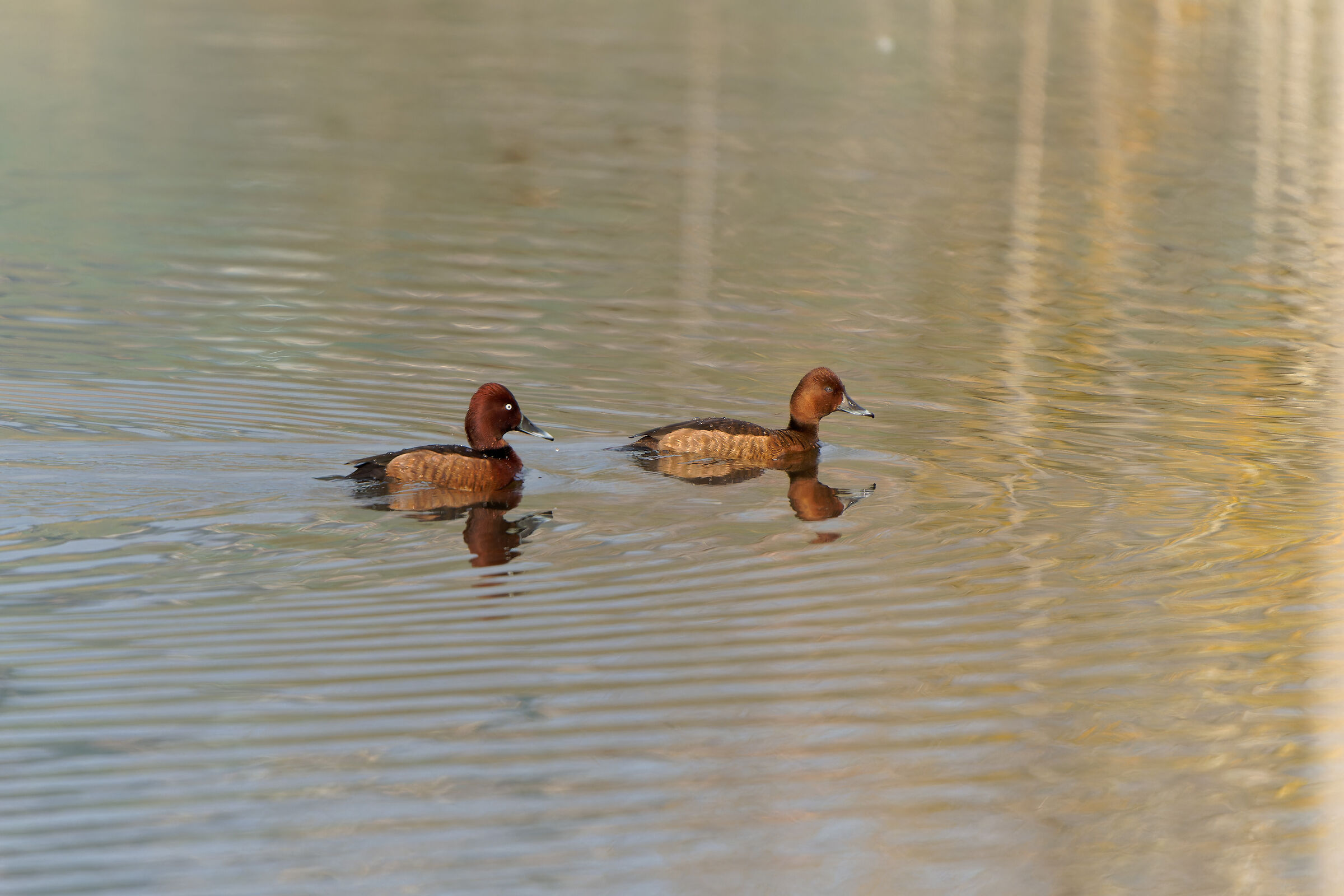 Coppia di Moretta Tabaccata
