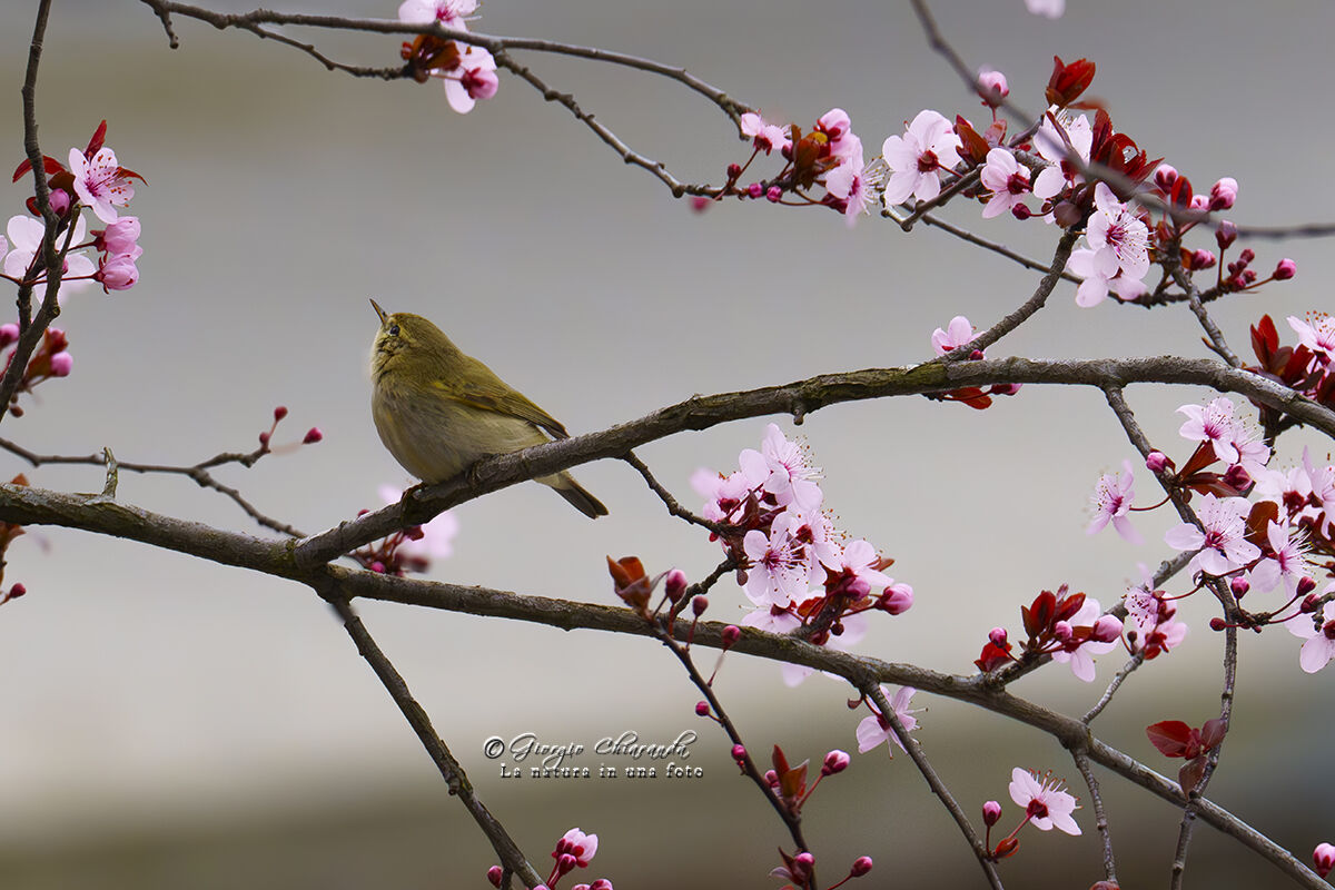 Ancora lui (Luì piccolo)
