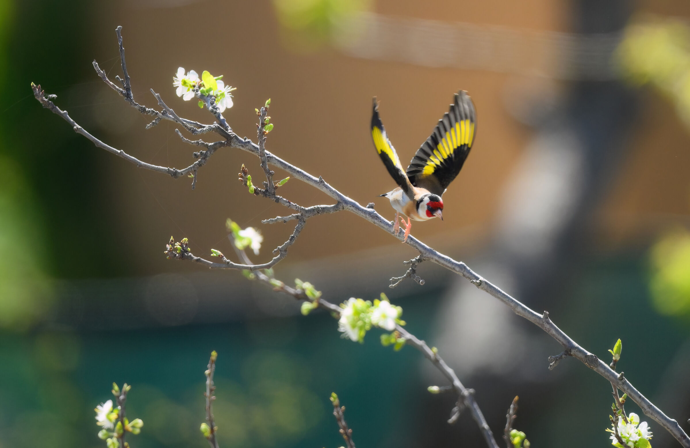 Goldfinch