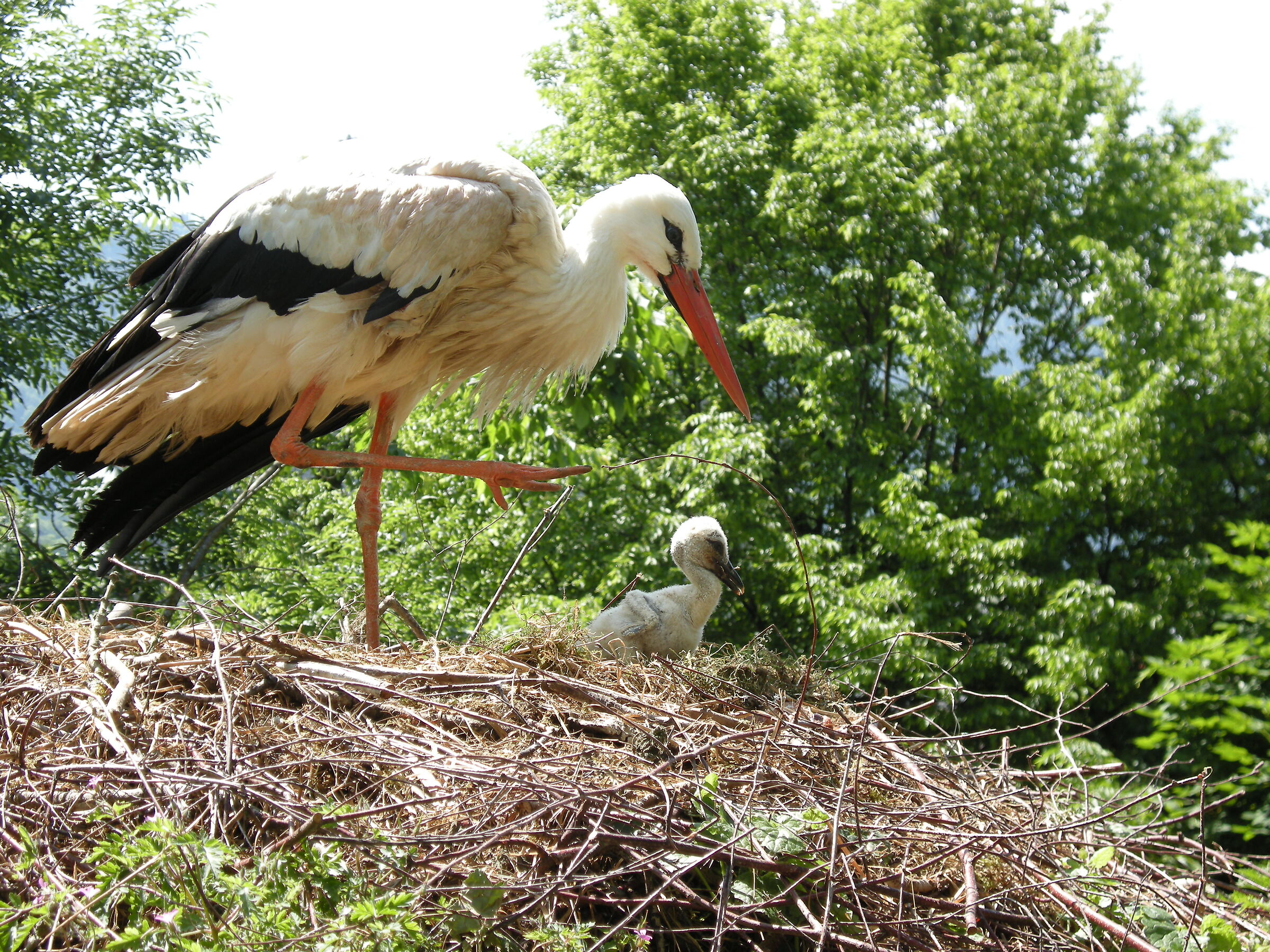 Stork... and offspring