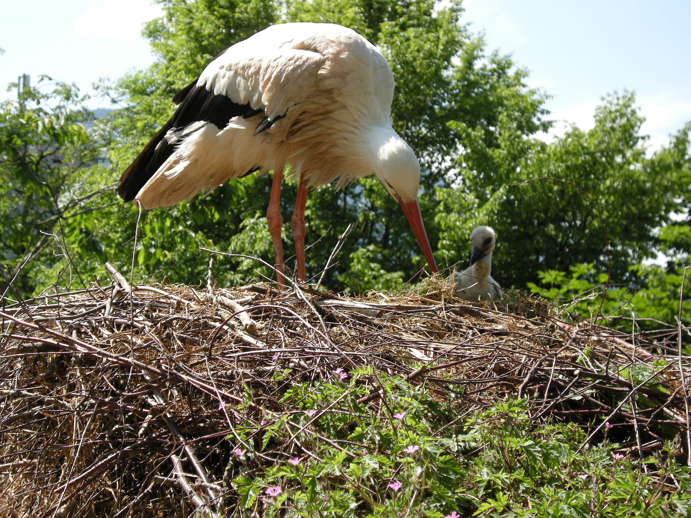 Stork... and offspring 2