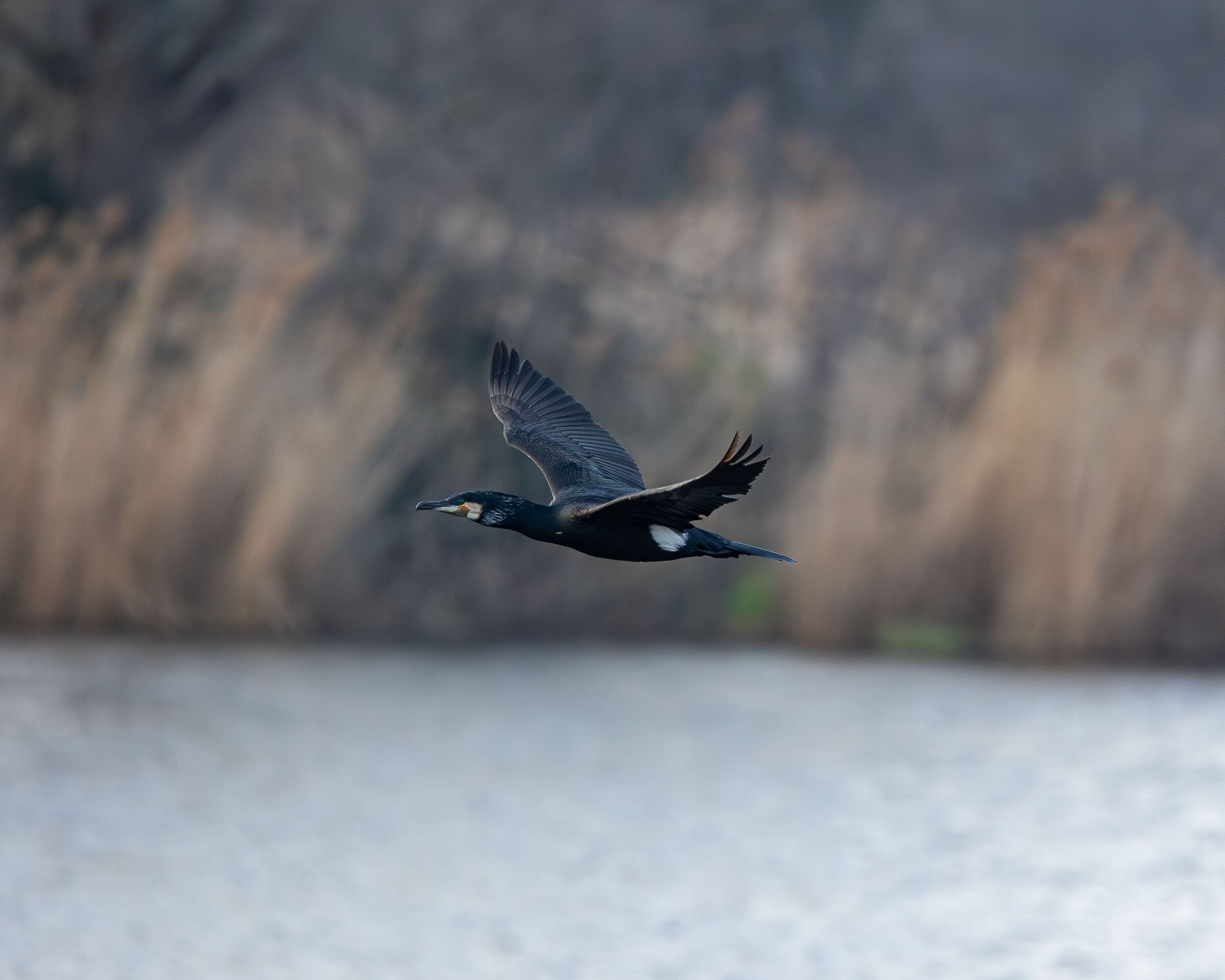 Cormorano