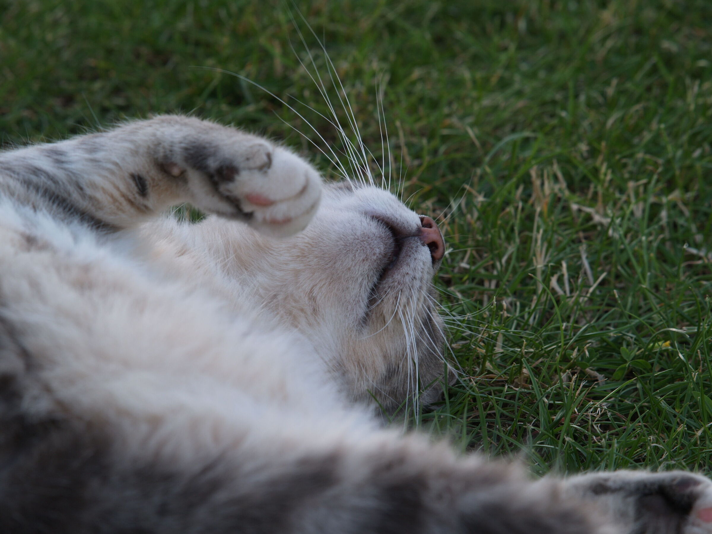 Tired... tired... I am tired...