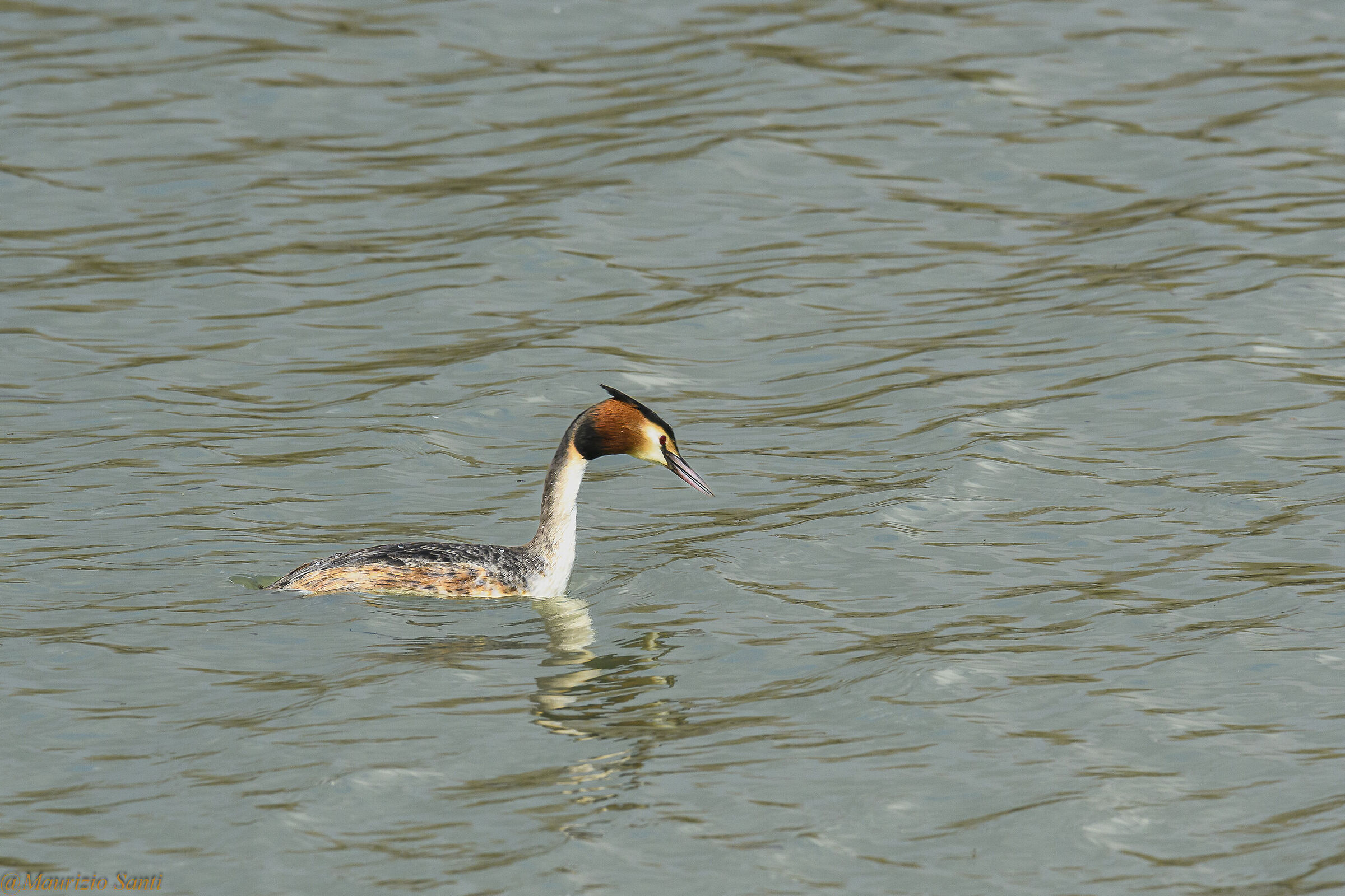 Svasso maggiore in caccia