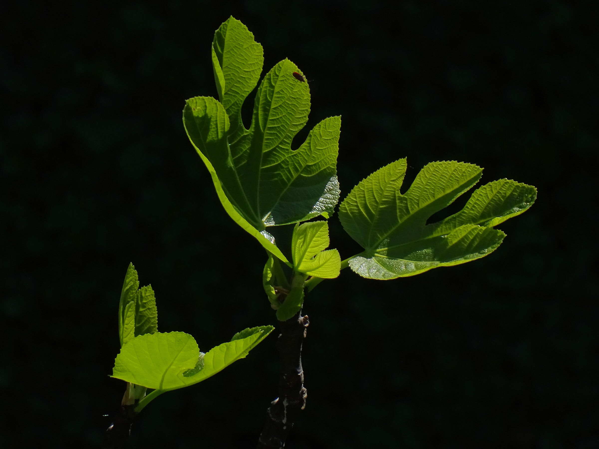Germoglio di fico - 50X crop.1,18
