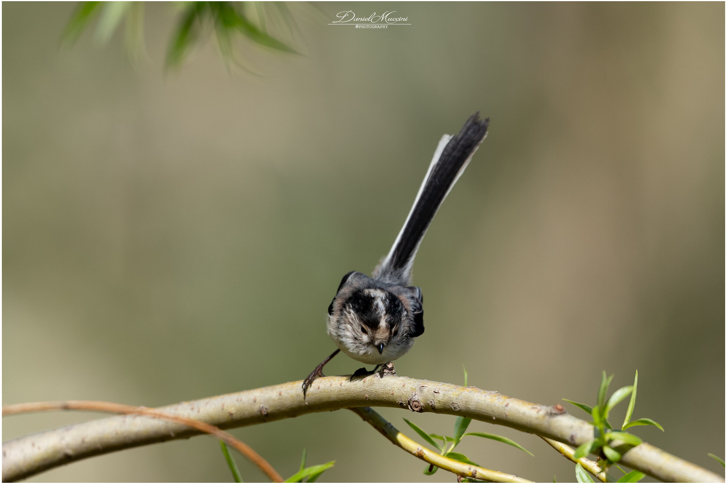 Long-tailed