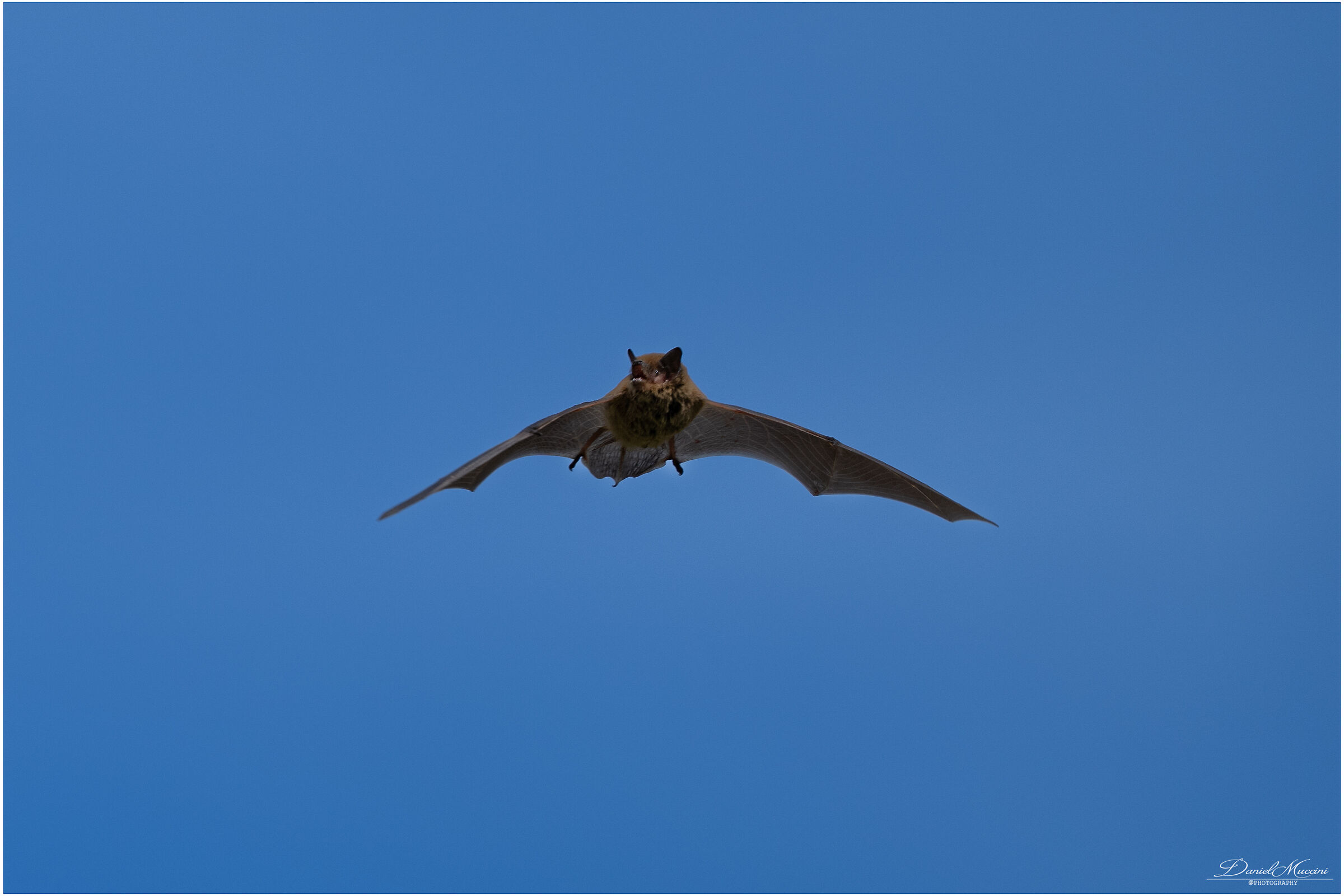 Anomalous bat filmed in the morning
