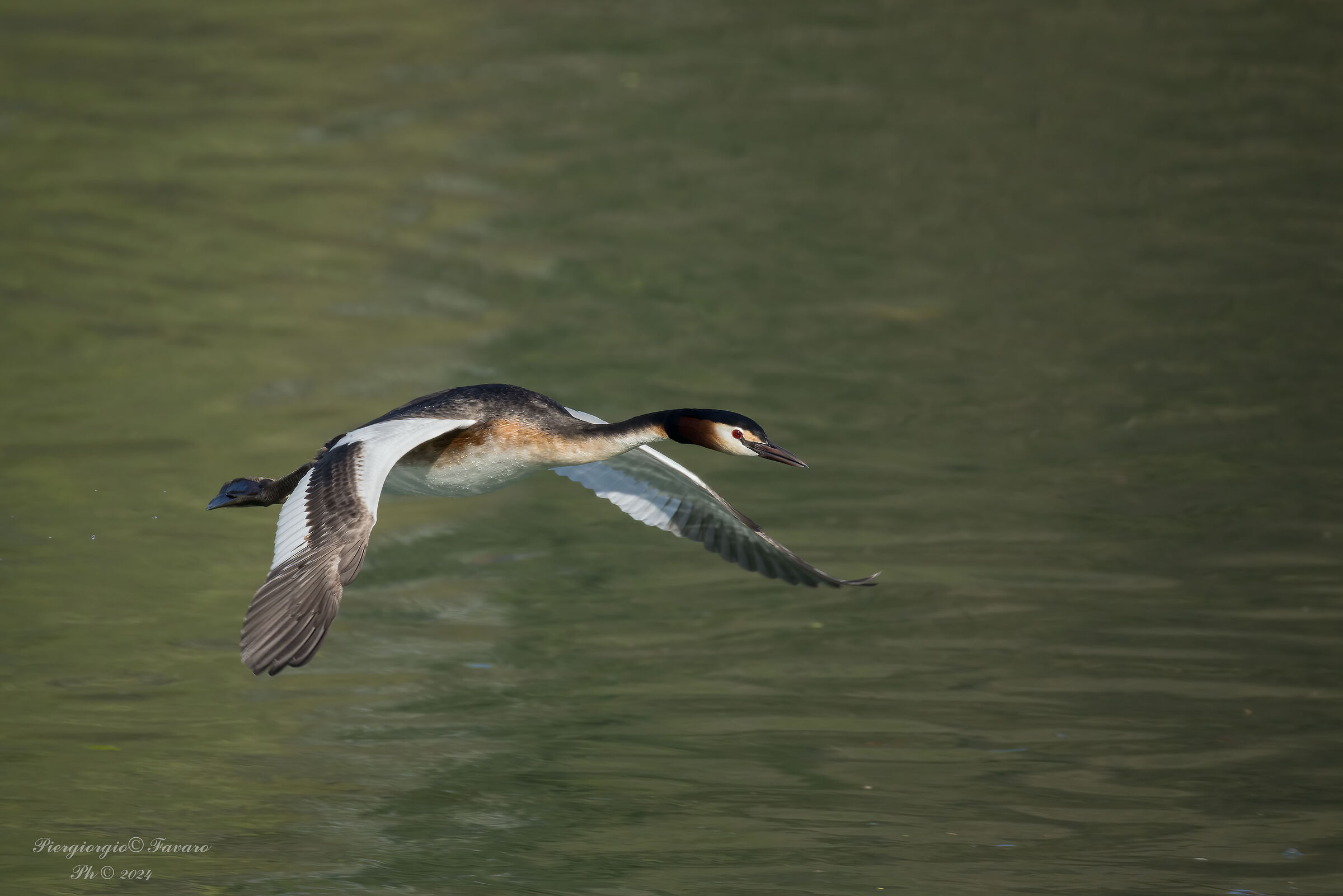 Great crested grebe