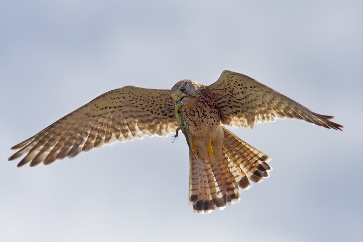 Caro Gheppio, mi fai impazzire!