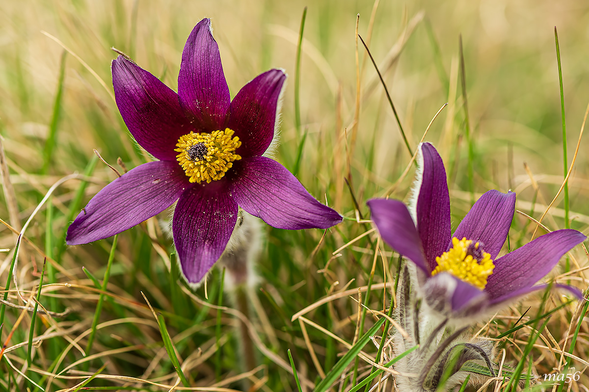 Pulsatilla montana