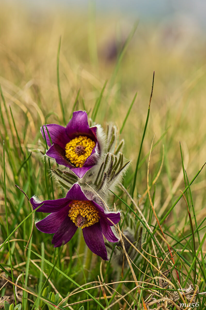 Pulsatilla montana