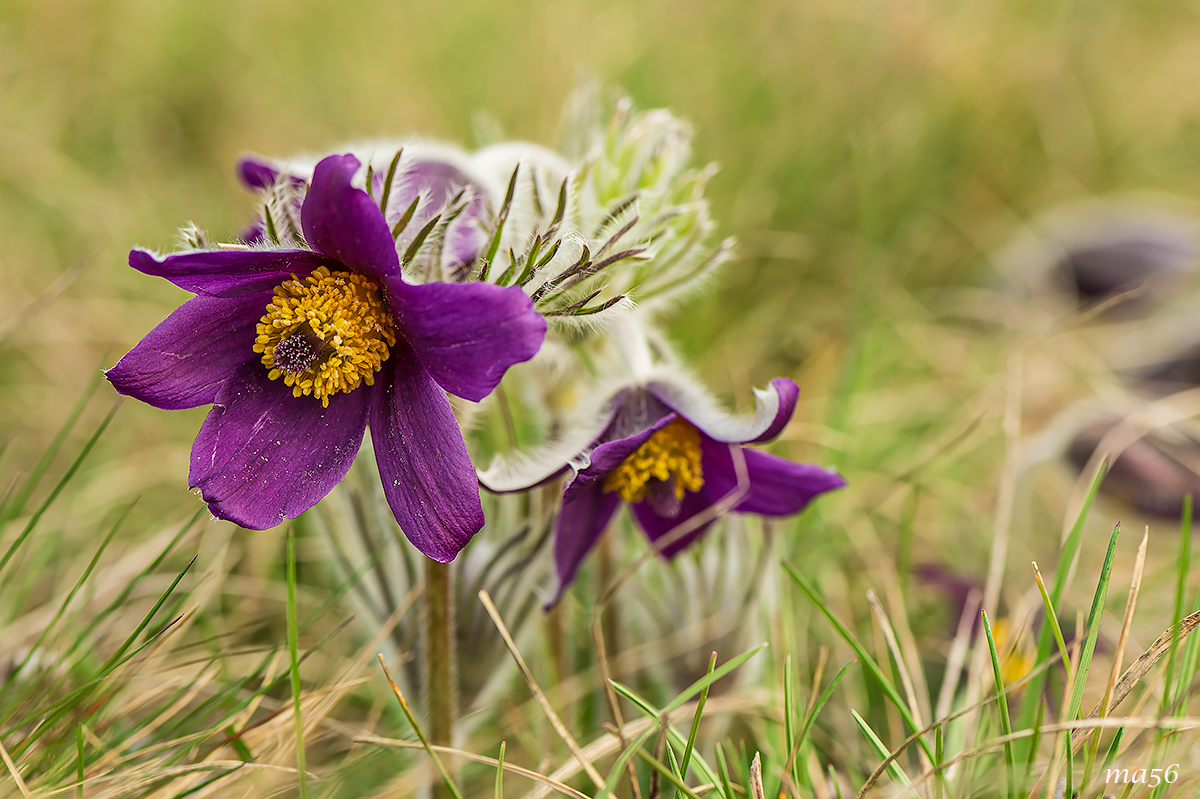 Pulsatilla montana