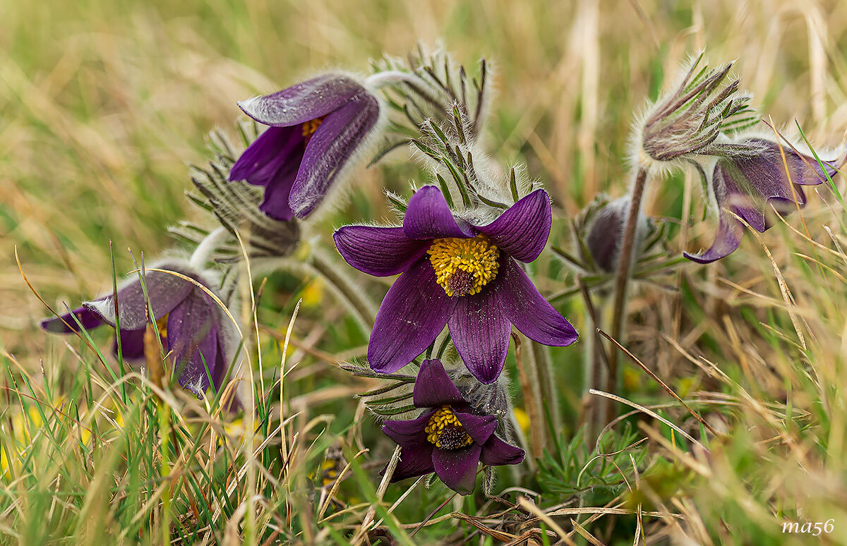 Pulsatilla montana