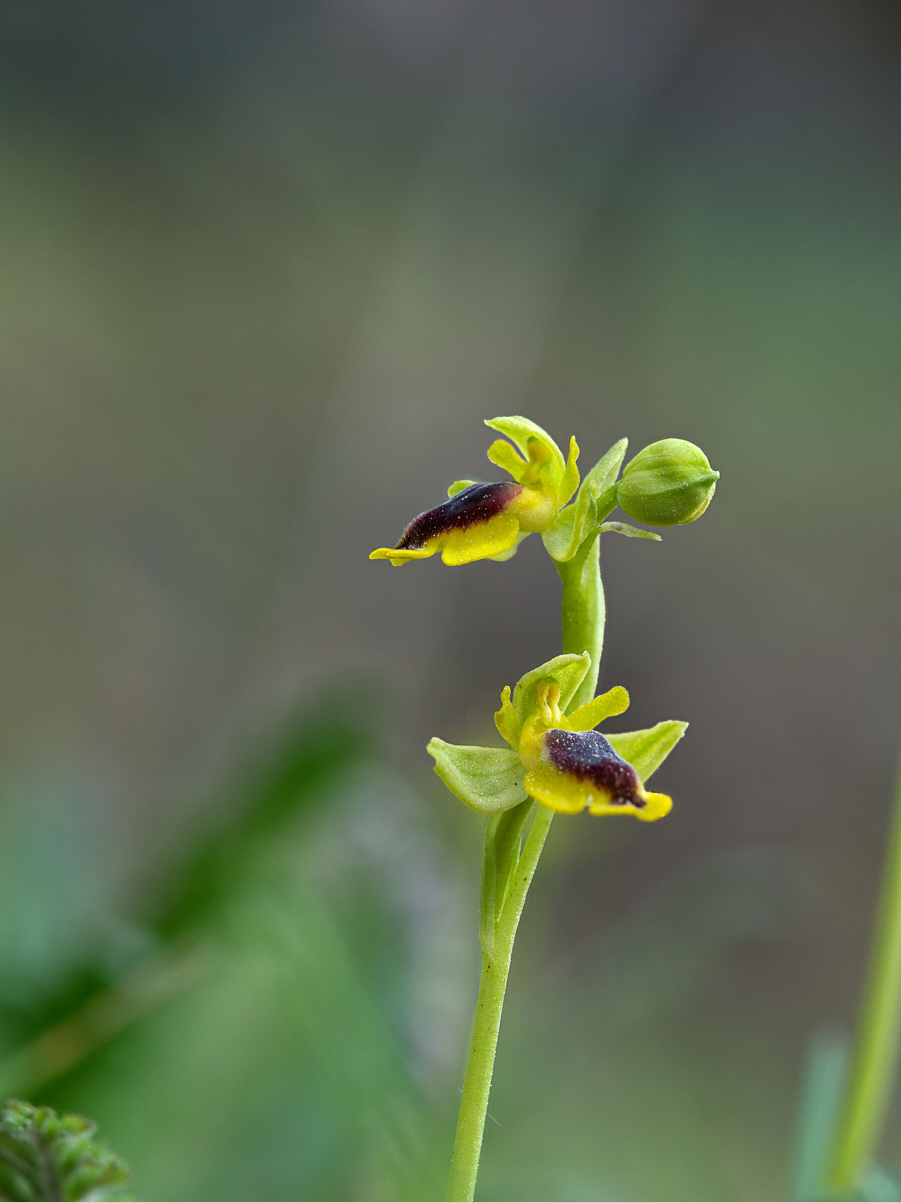 Ophrys Corsica