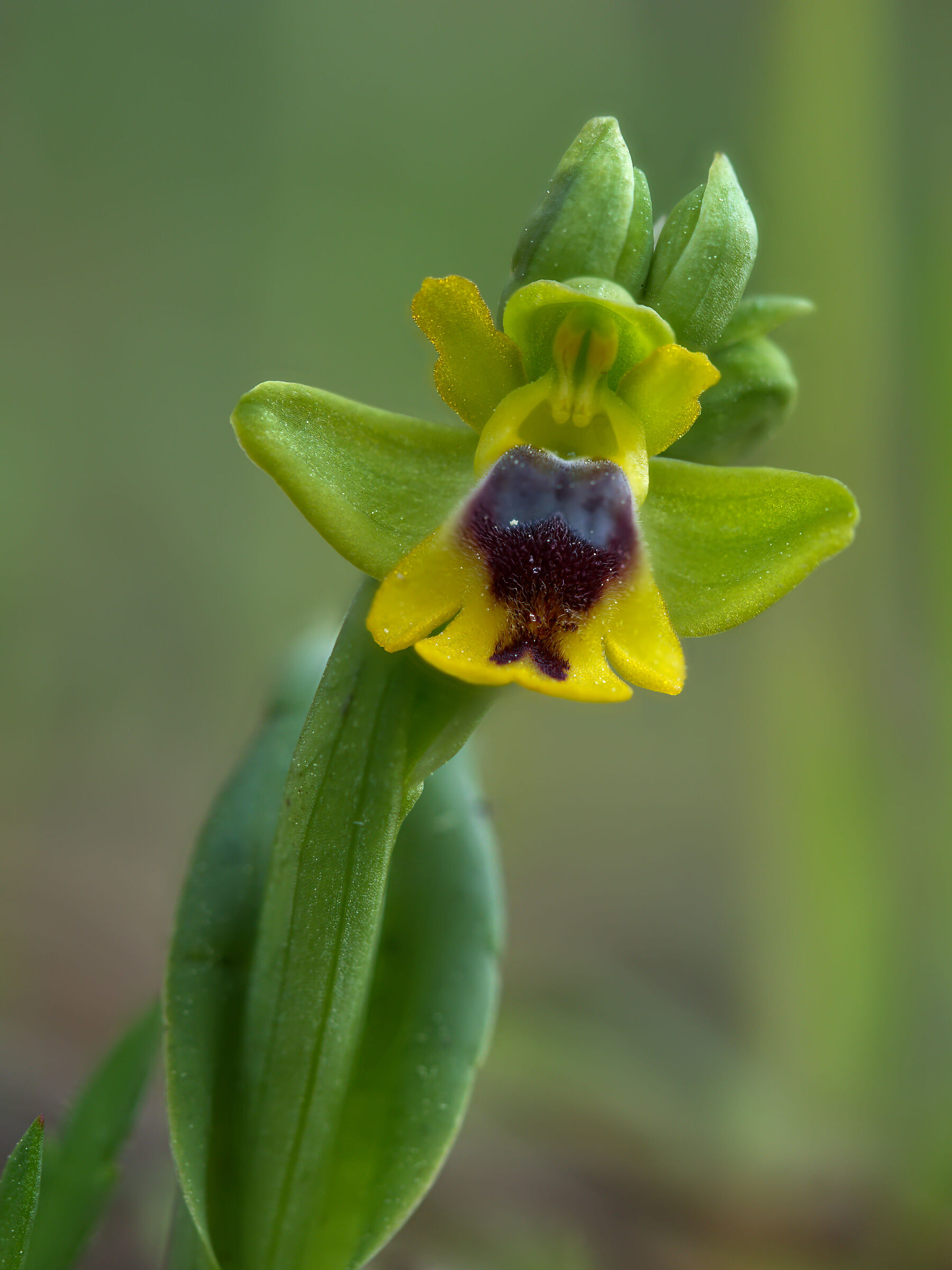 Ophrys Corsica